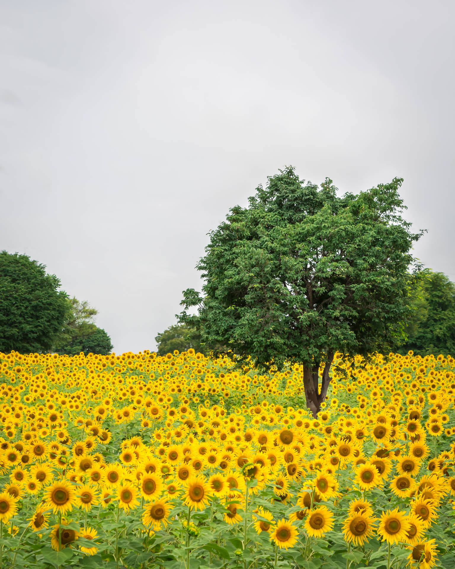 3975X4969 Sunflower Wallpaper and Background