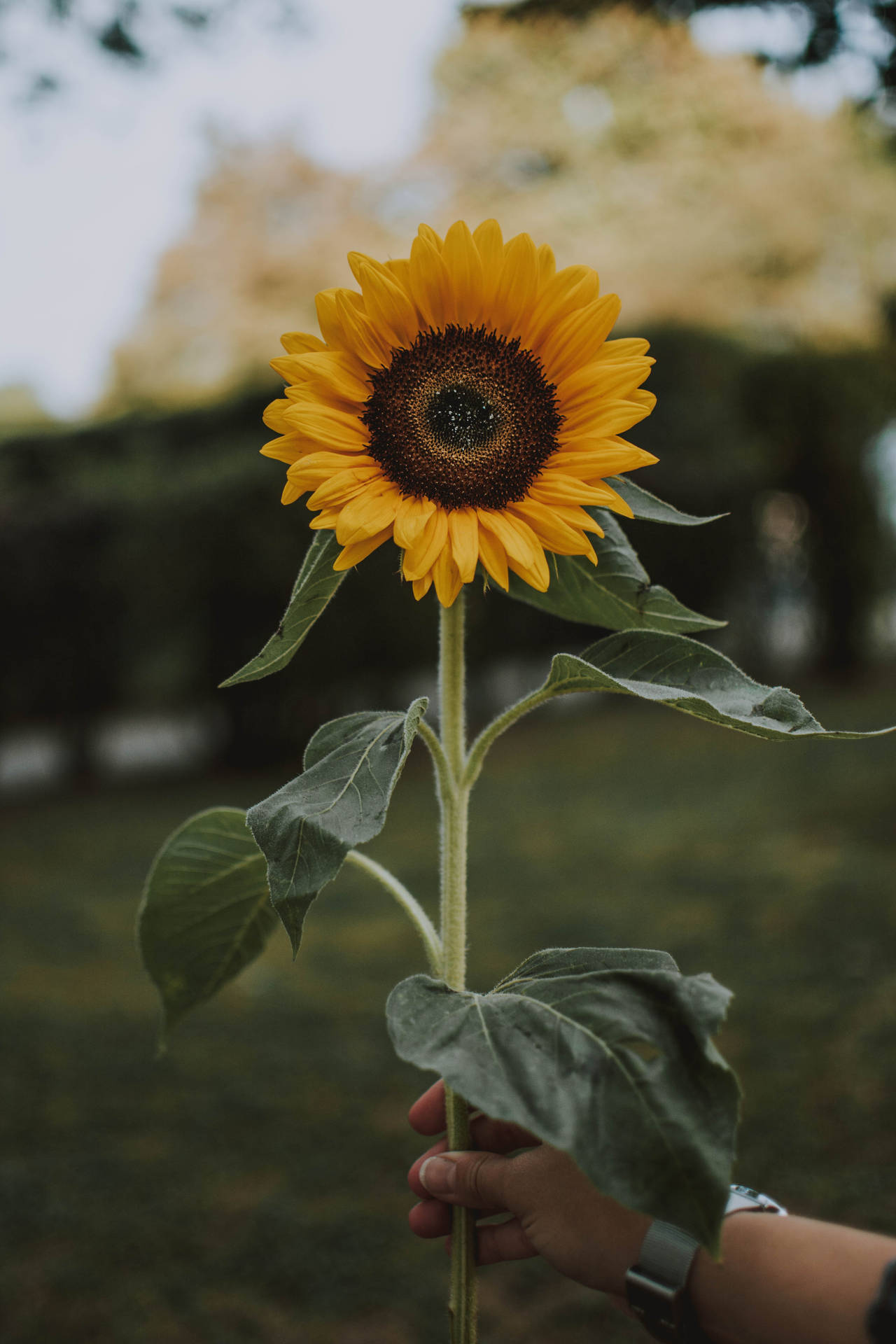 4000X6000 Sunflower Wallpaper and Background