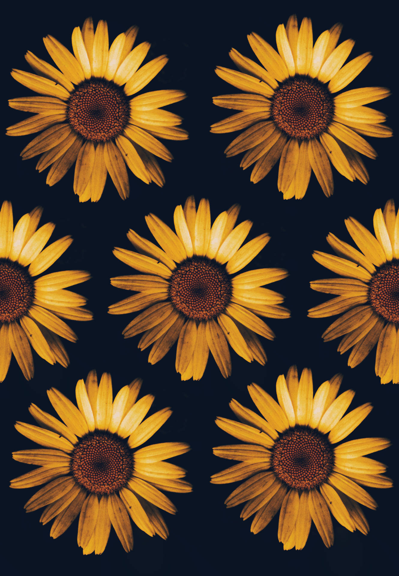 4058X5857 Sunflower Wallpaper and Background