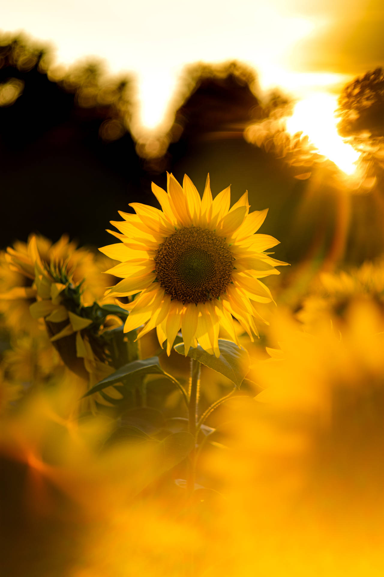 4160X6240 Sunflower Wallpaper and Background