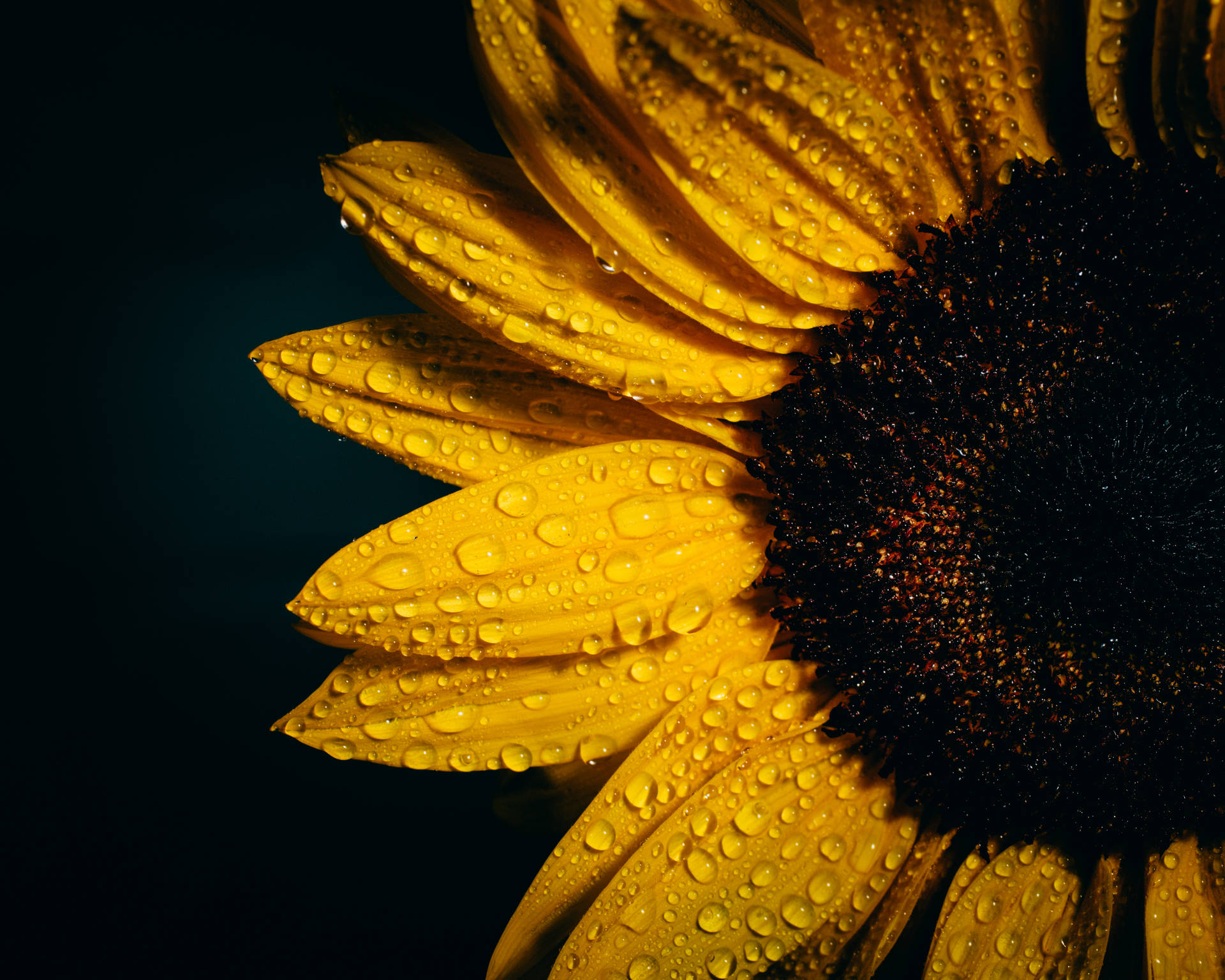 4163X3330 Sunflower Wallpaper and Background