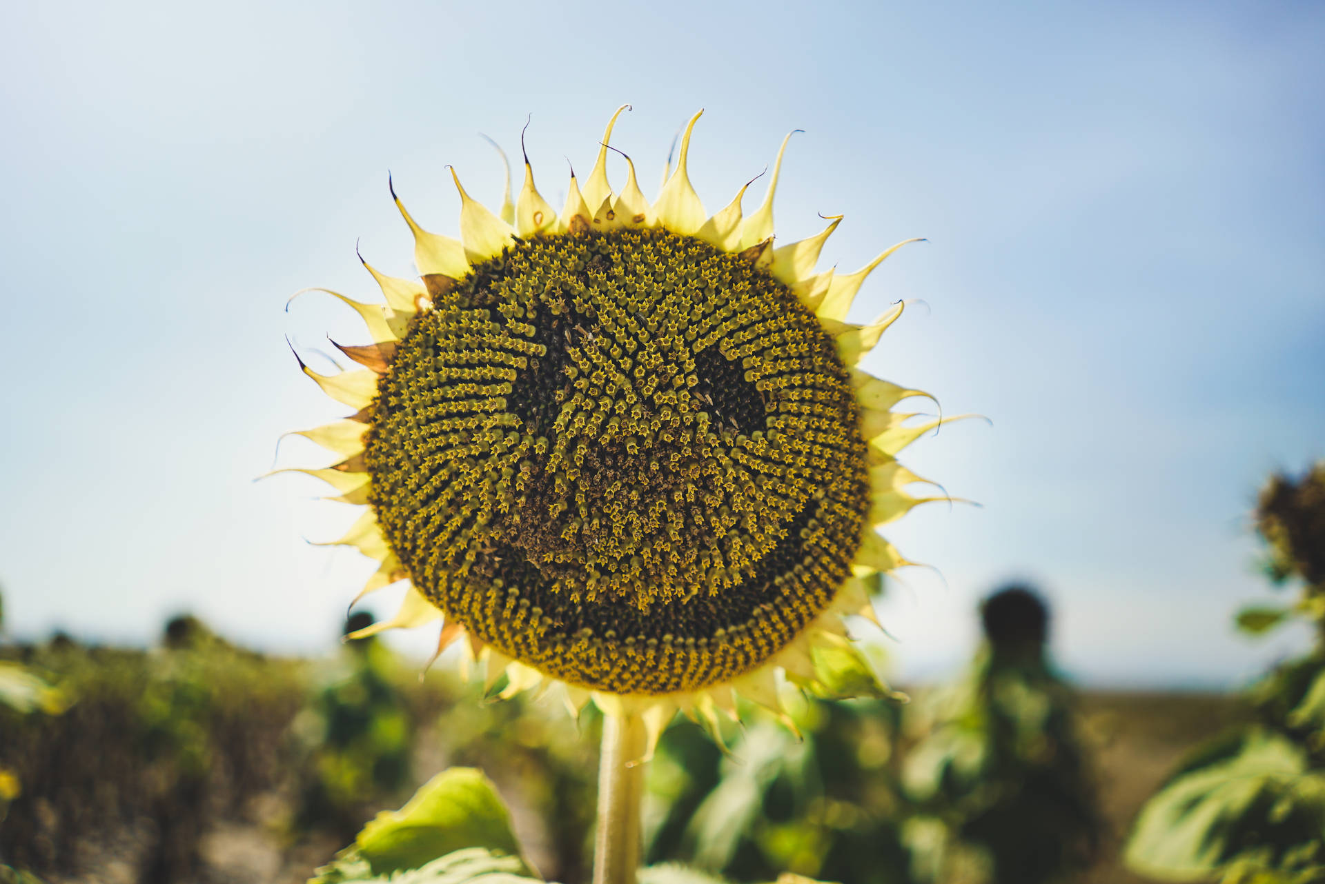 4240X2832 Sunflower Wallpaper and Background