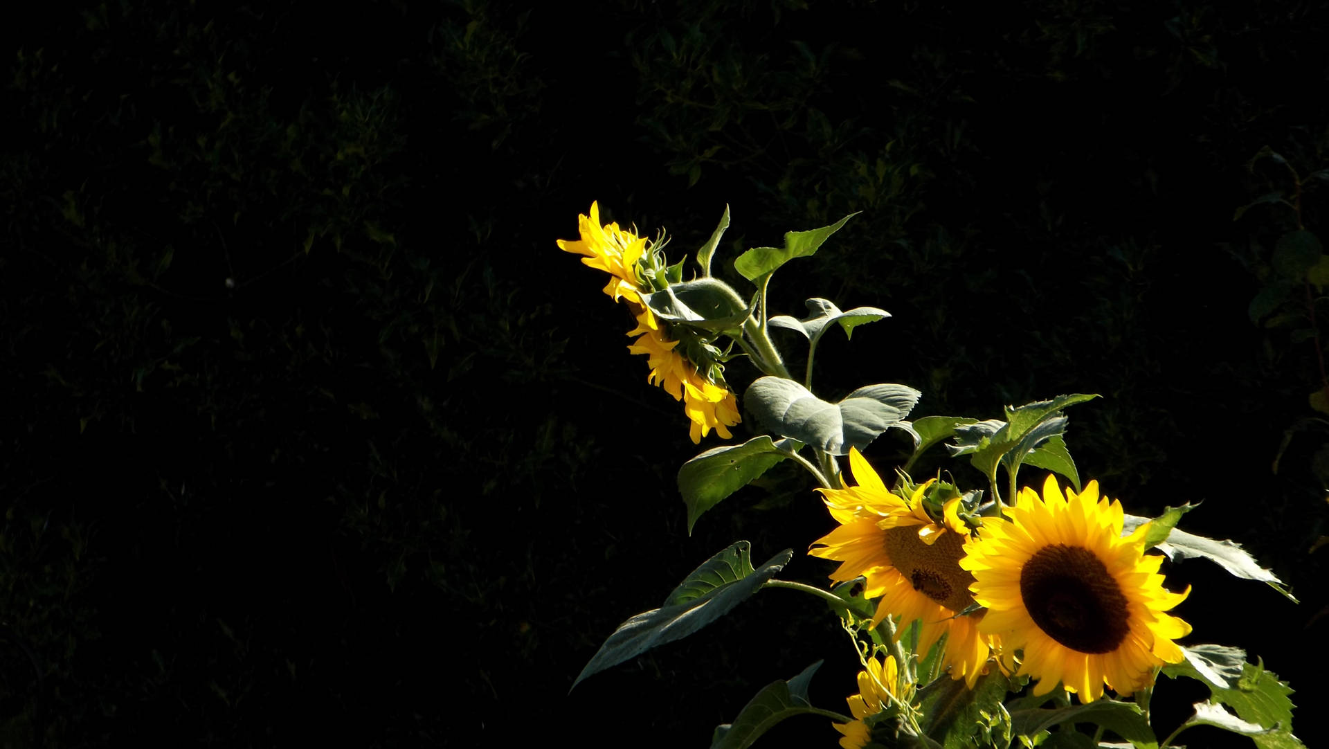 4288X2416 Sunflower Wallpaper and Background