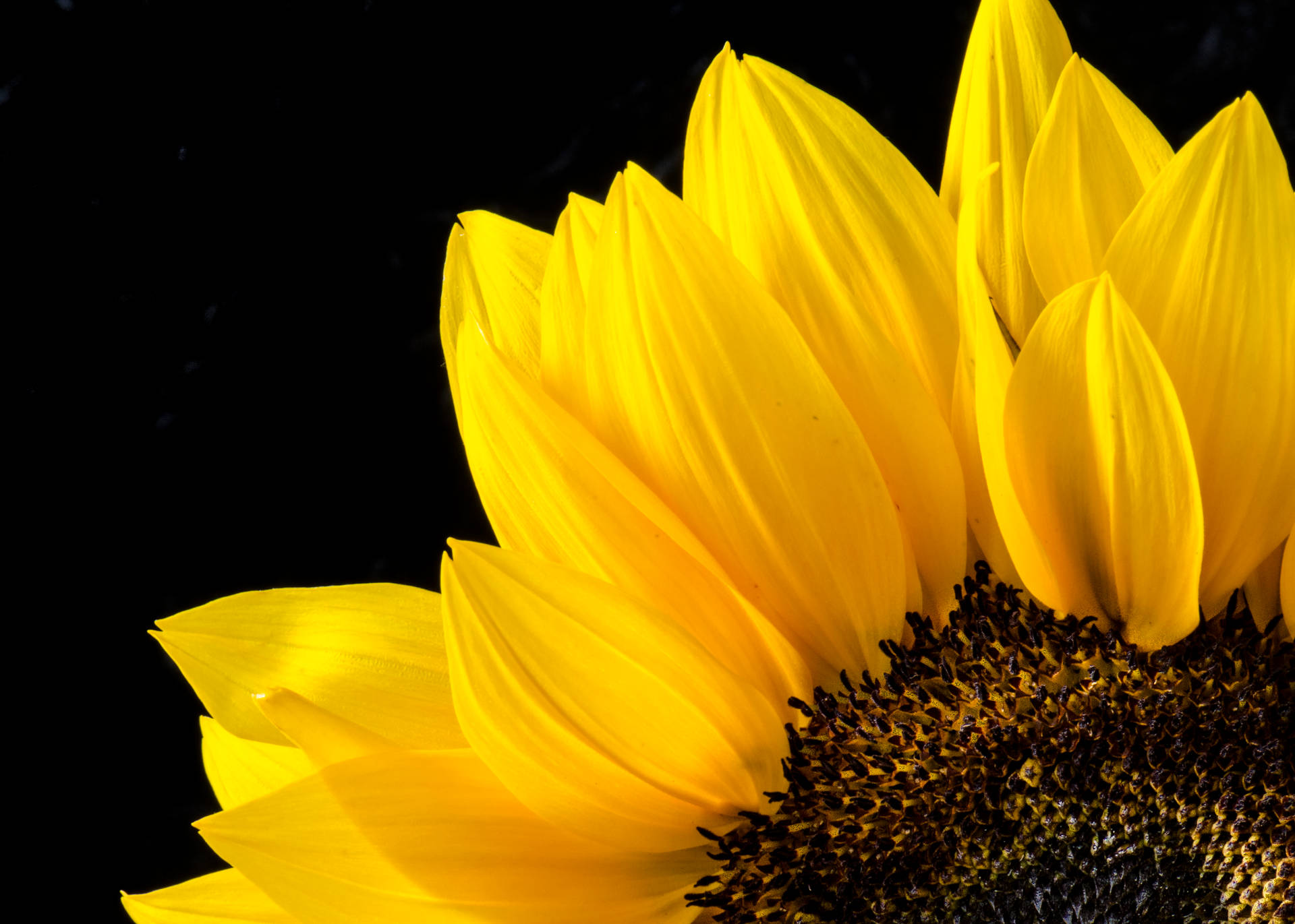 4570X3264 Sunflower Wallpaper and Background