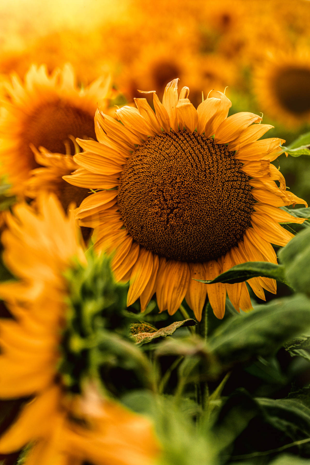 4592X6884 Sunflower Wallpaper and Background