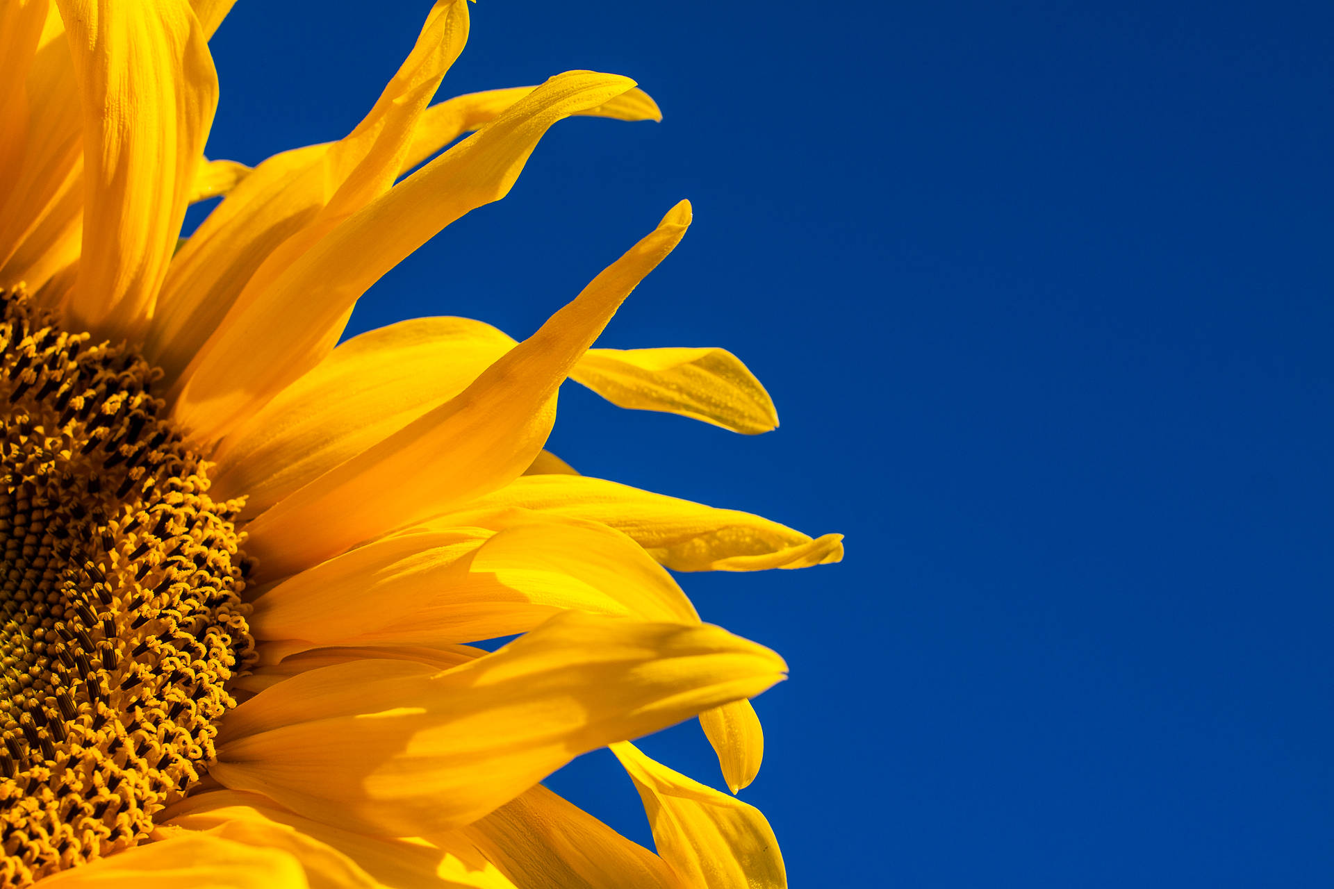 4752X3168 Sunflower Wallpaper and Background