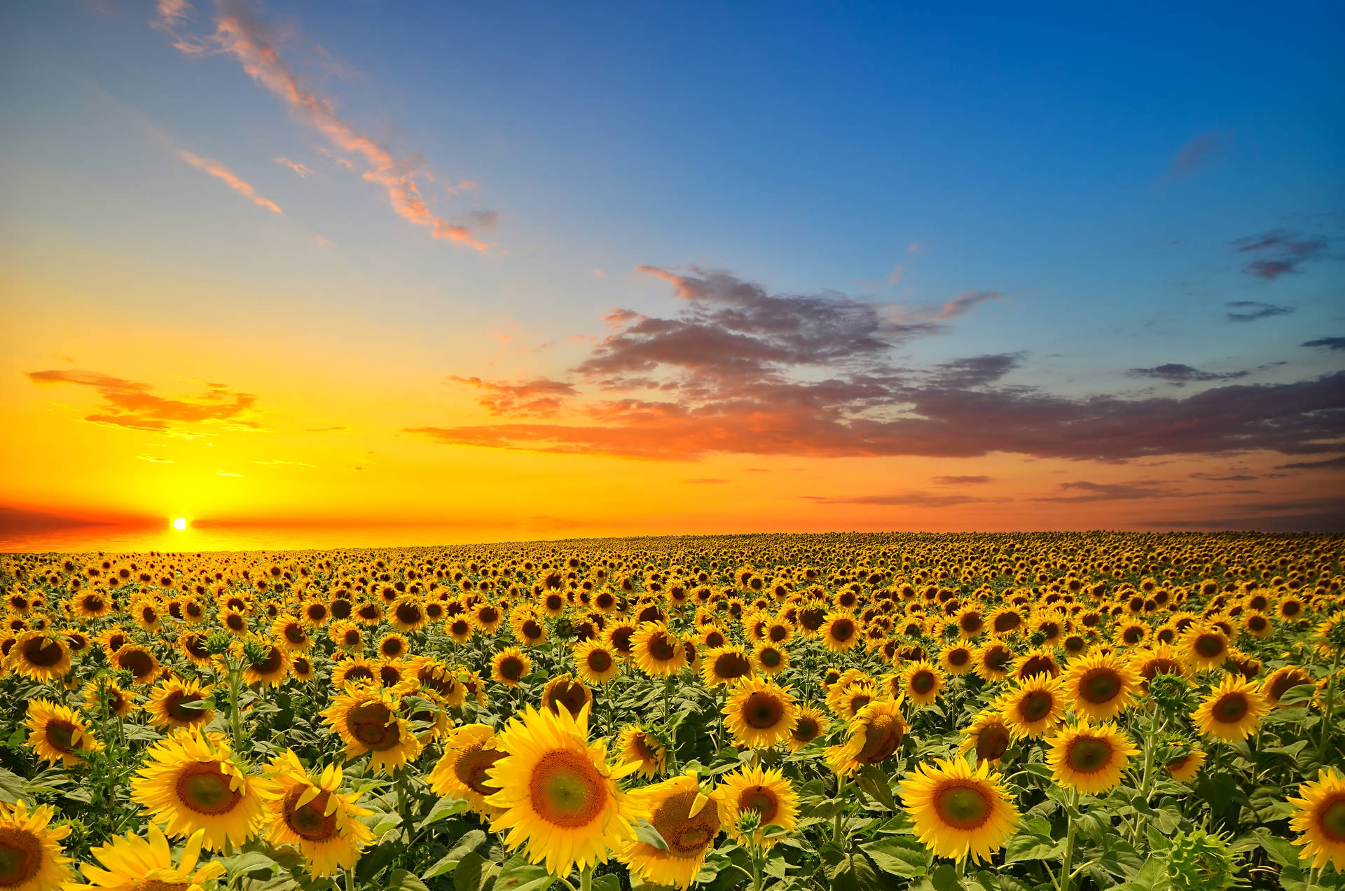 4928X3264 Sunflower Wallpaper and Background