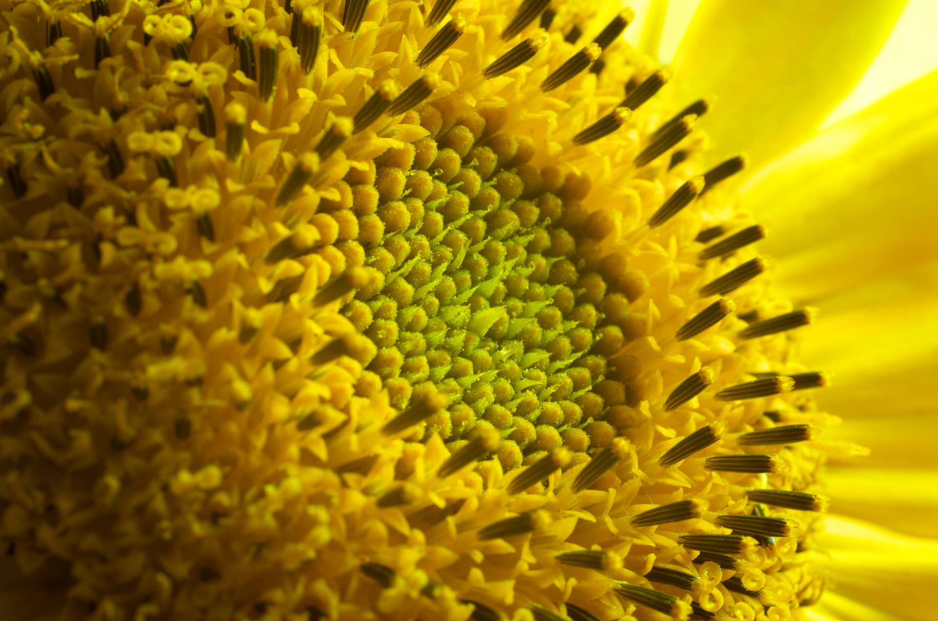 4928X3264 Sunflower Wallpaper and Background