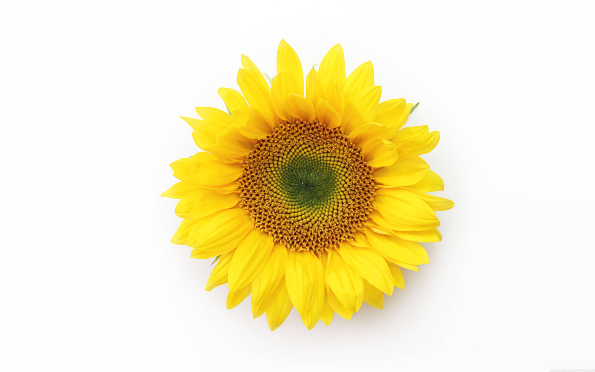 5120X3200 Sunflower Wallpaper and Background
