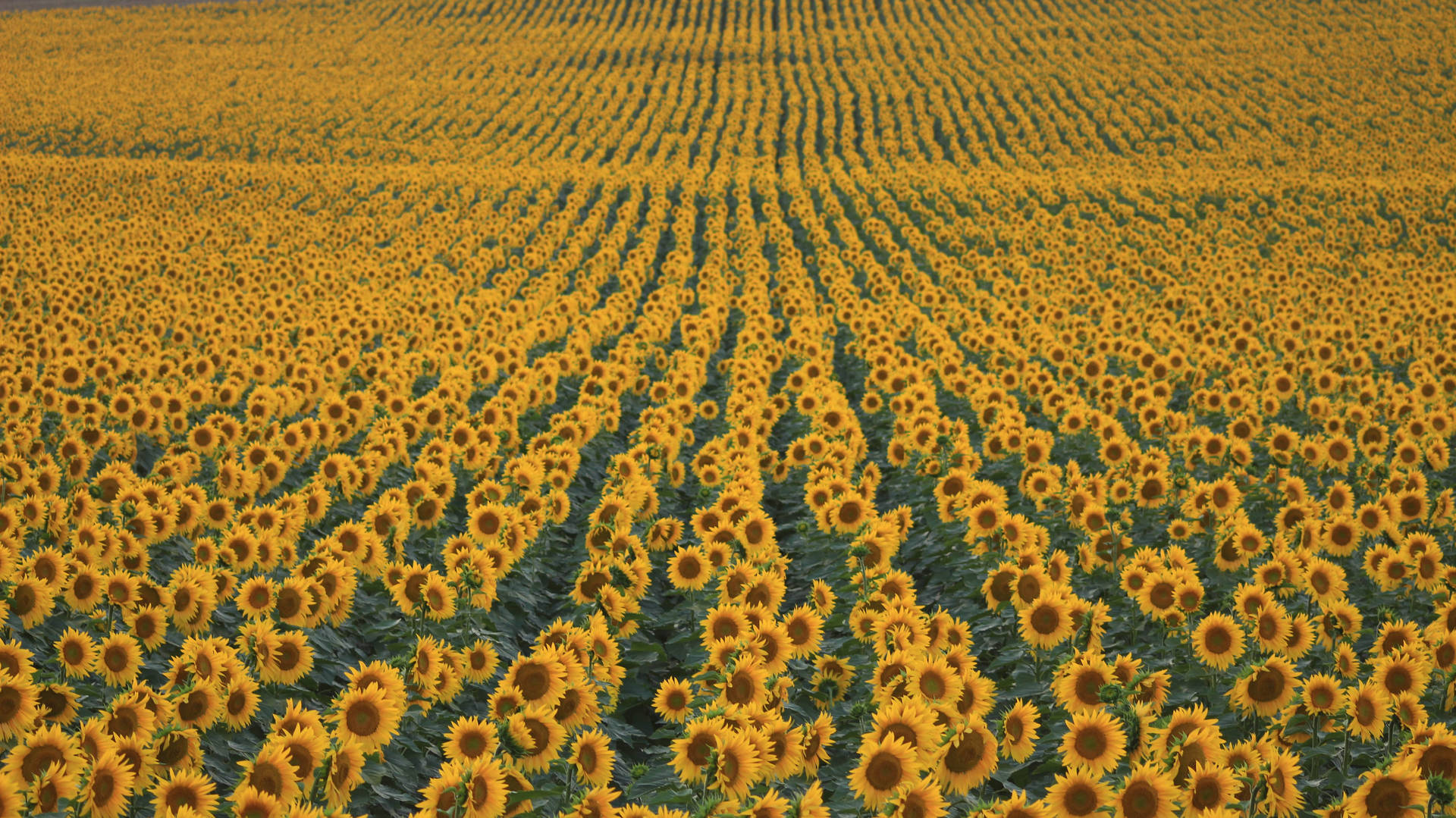 5184X2912 Sunflower Wallpaper and Background