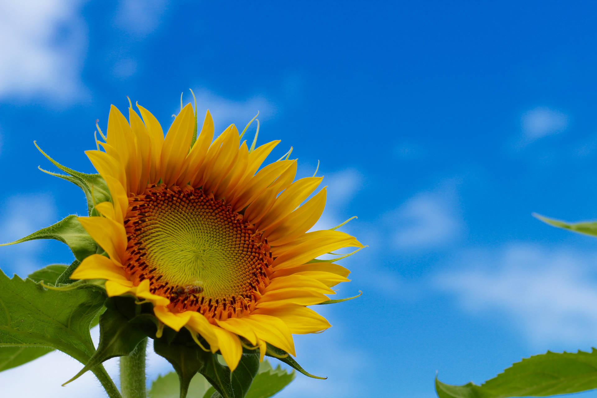 5184X3456 Sunflower Wallpaper and Background