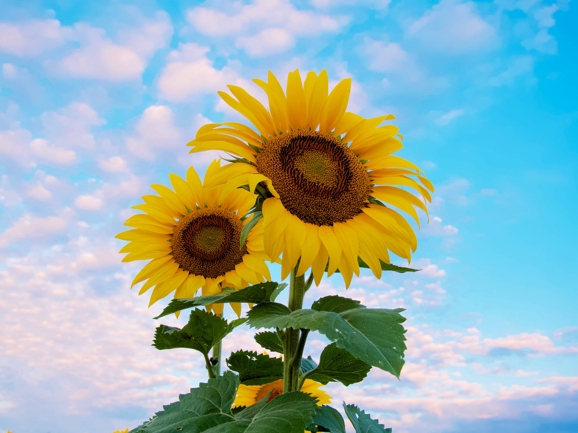 5184X3888 Sunflower Wallpaper and Background