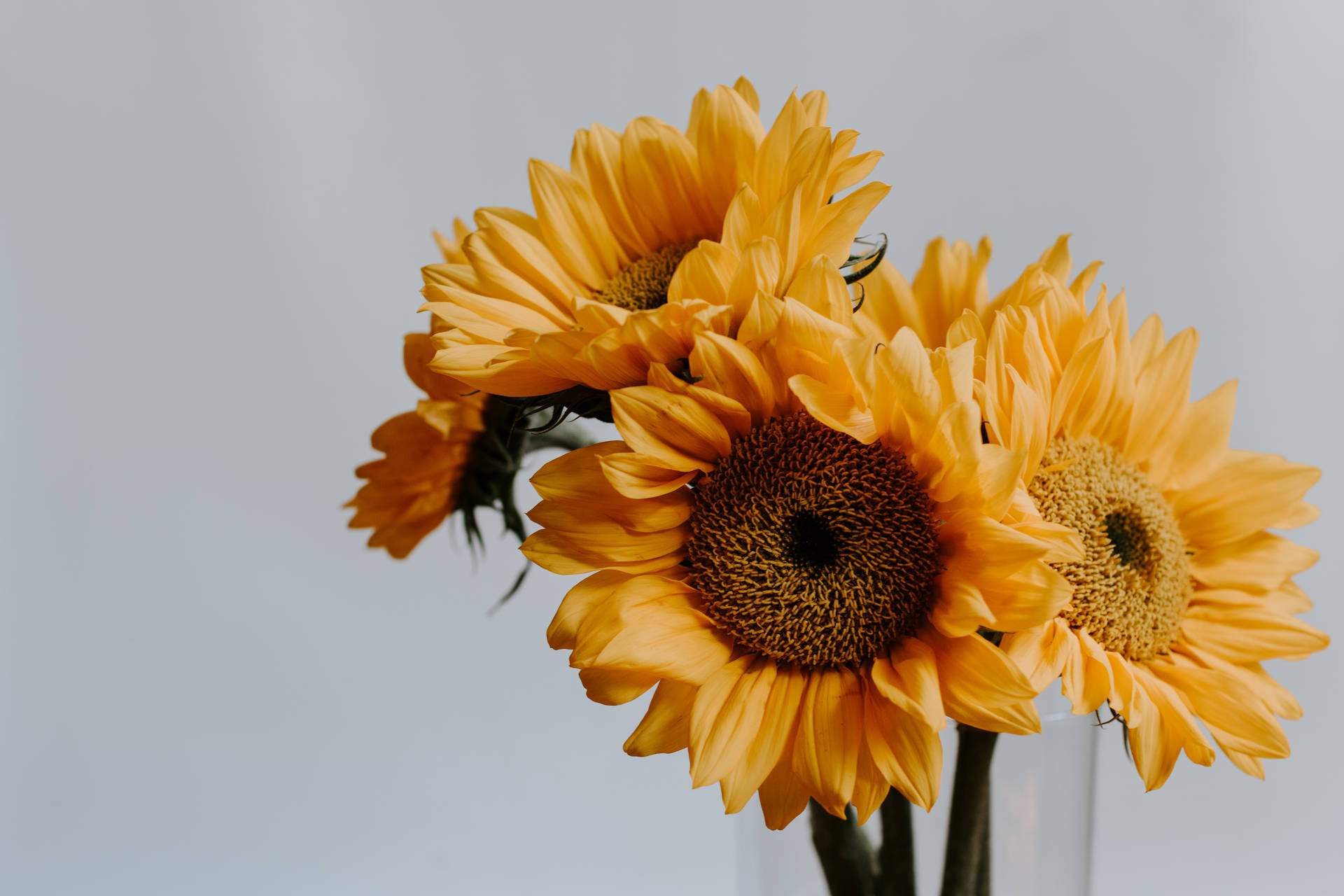 5568X3712 Sunflower Wallpaper and Background