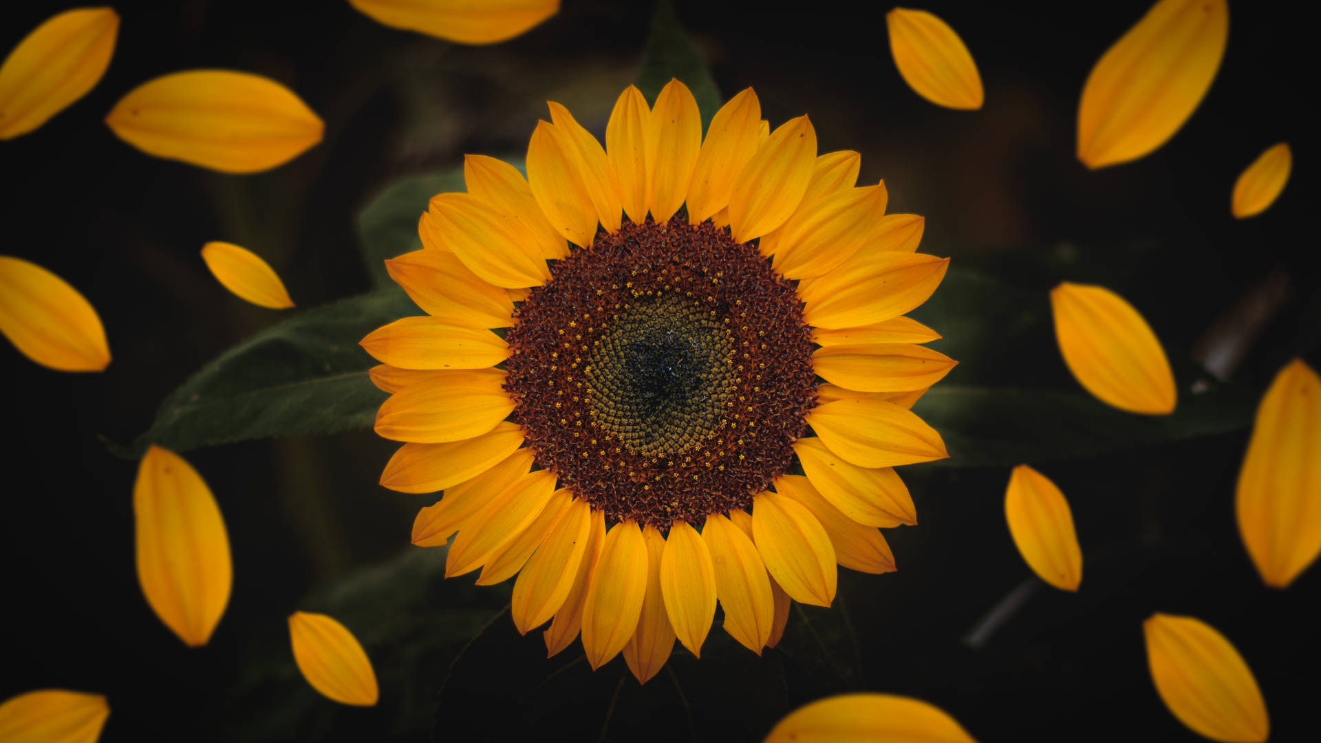 5950X3347 Sunflower Wallpaper and Background
