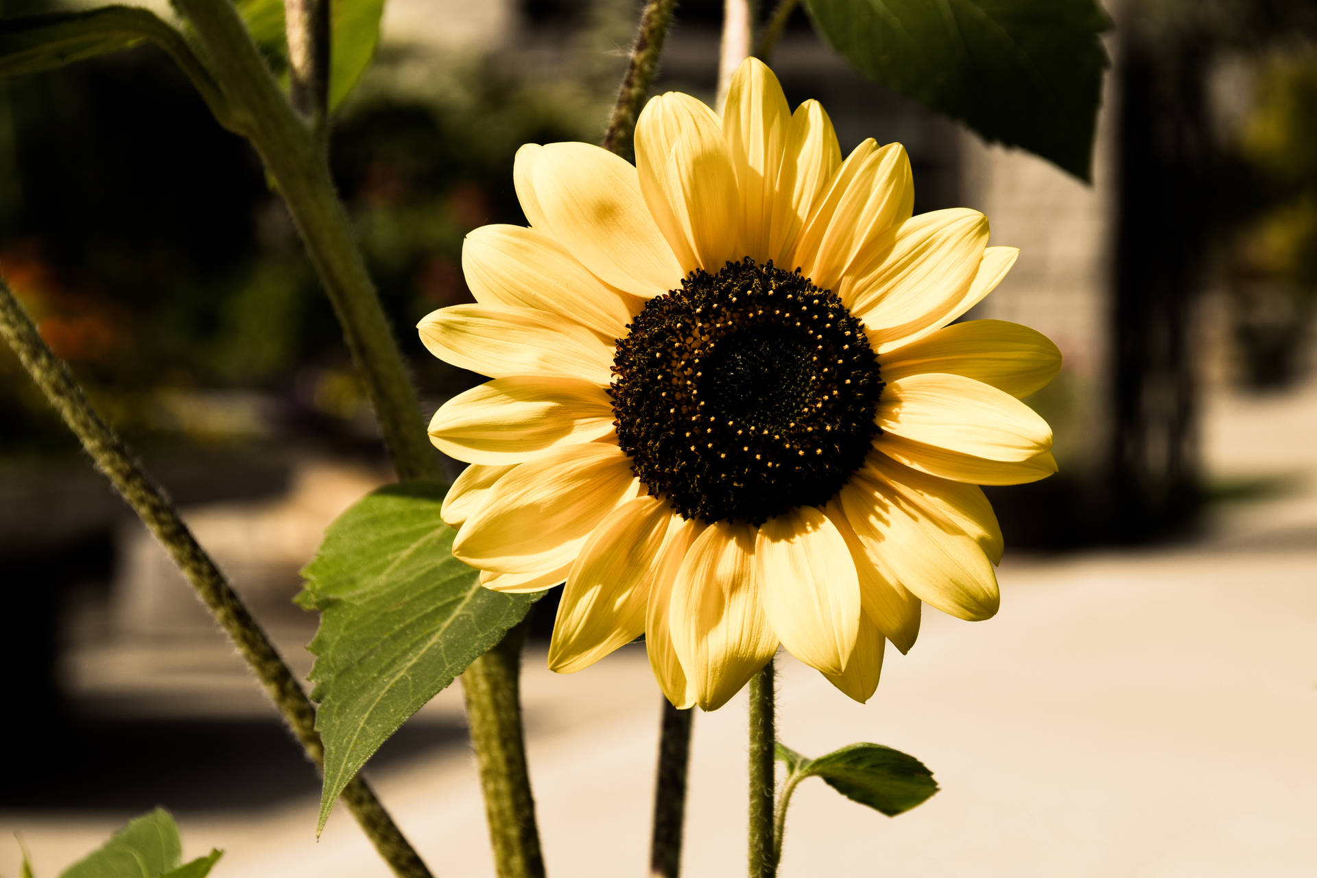 6000X4000 Sunflower Wallpaper and Background