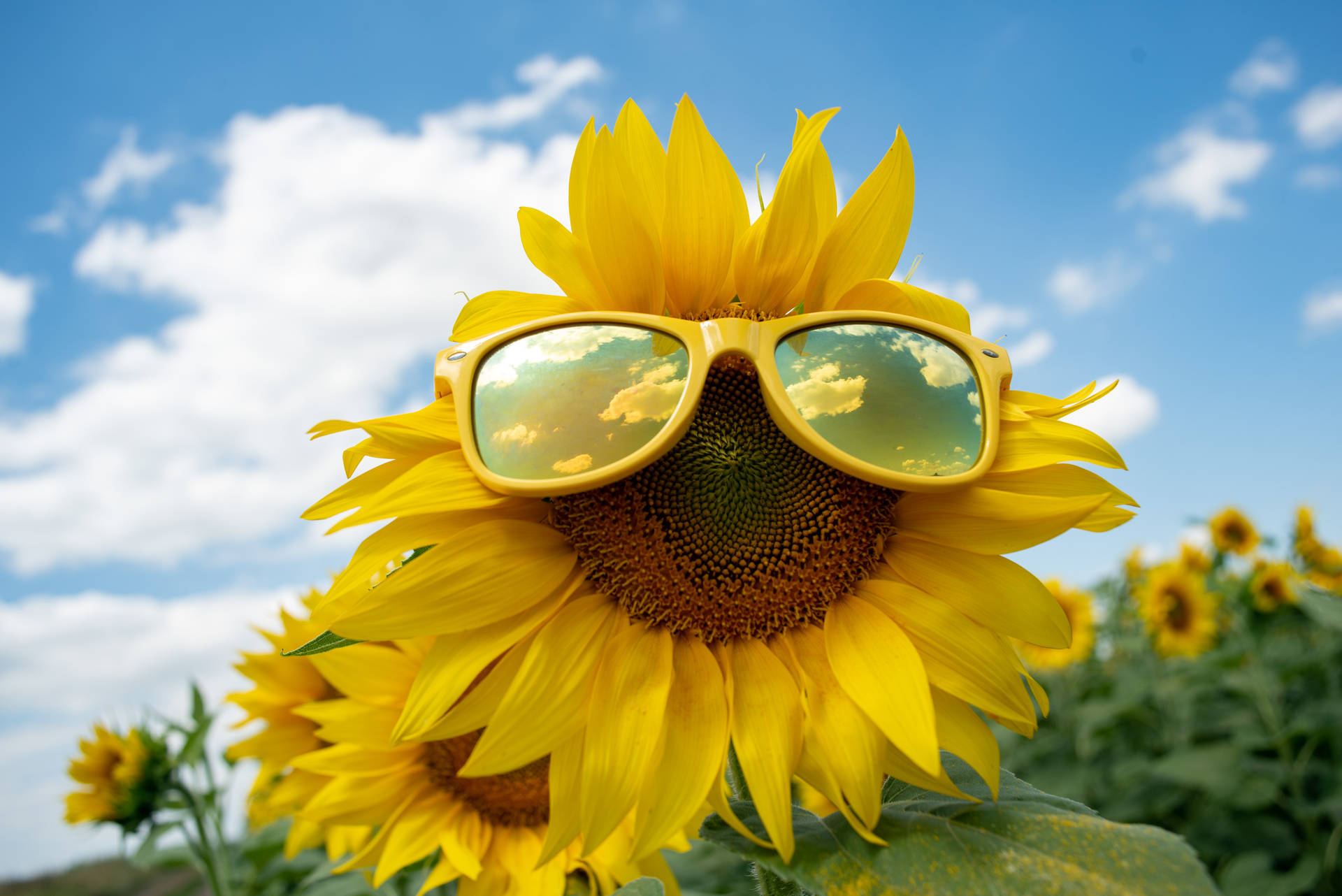 6016X4016 Sunflower Wallpaper and Background
