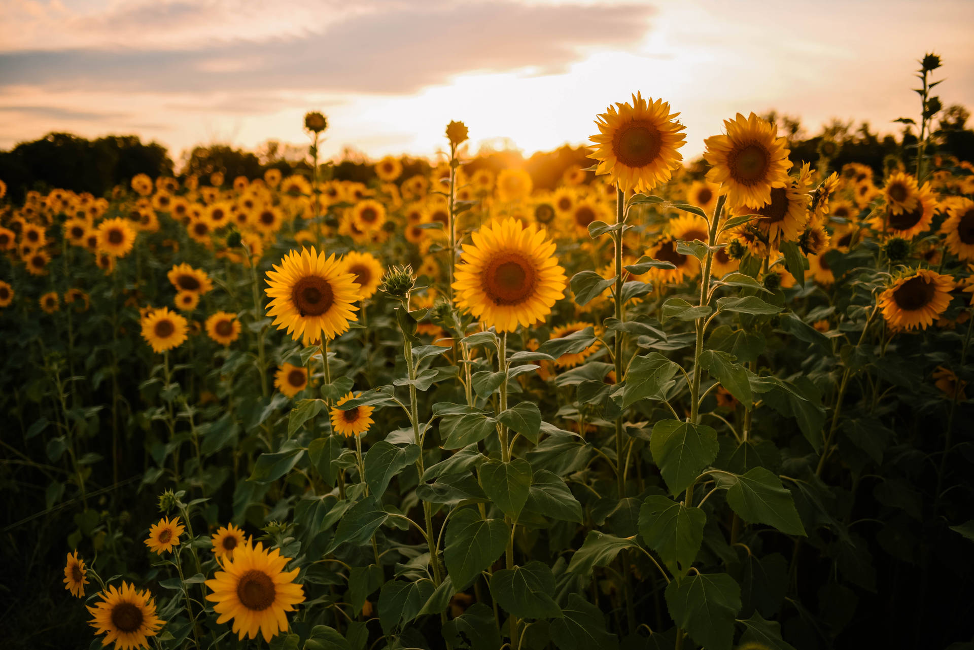 6016X4016 Sunflower Wallpaper and Background