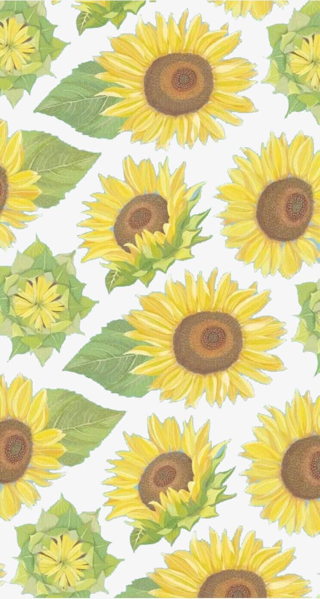 650X1217 Sunflower Wallpaper and Background