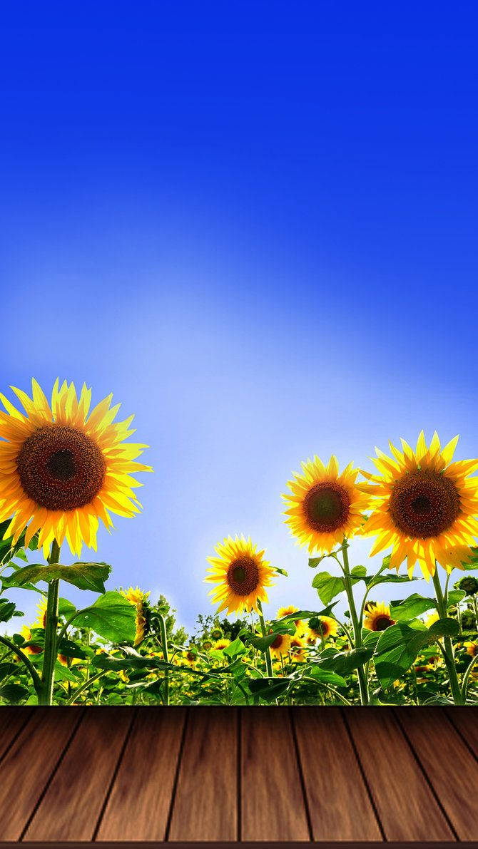 670X1191 Sunflower Wallpaper and Background