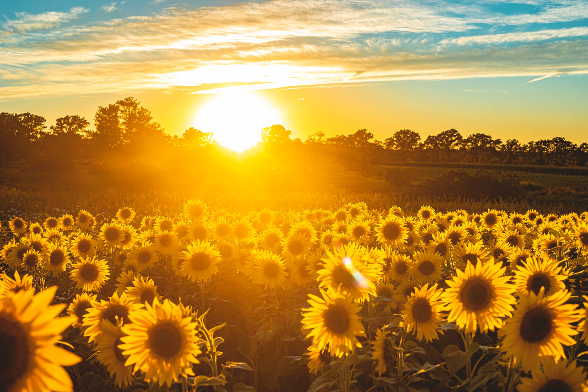 6720X4480 Sunflower Wallpaper and Background