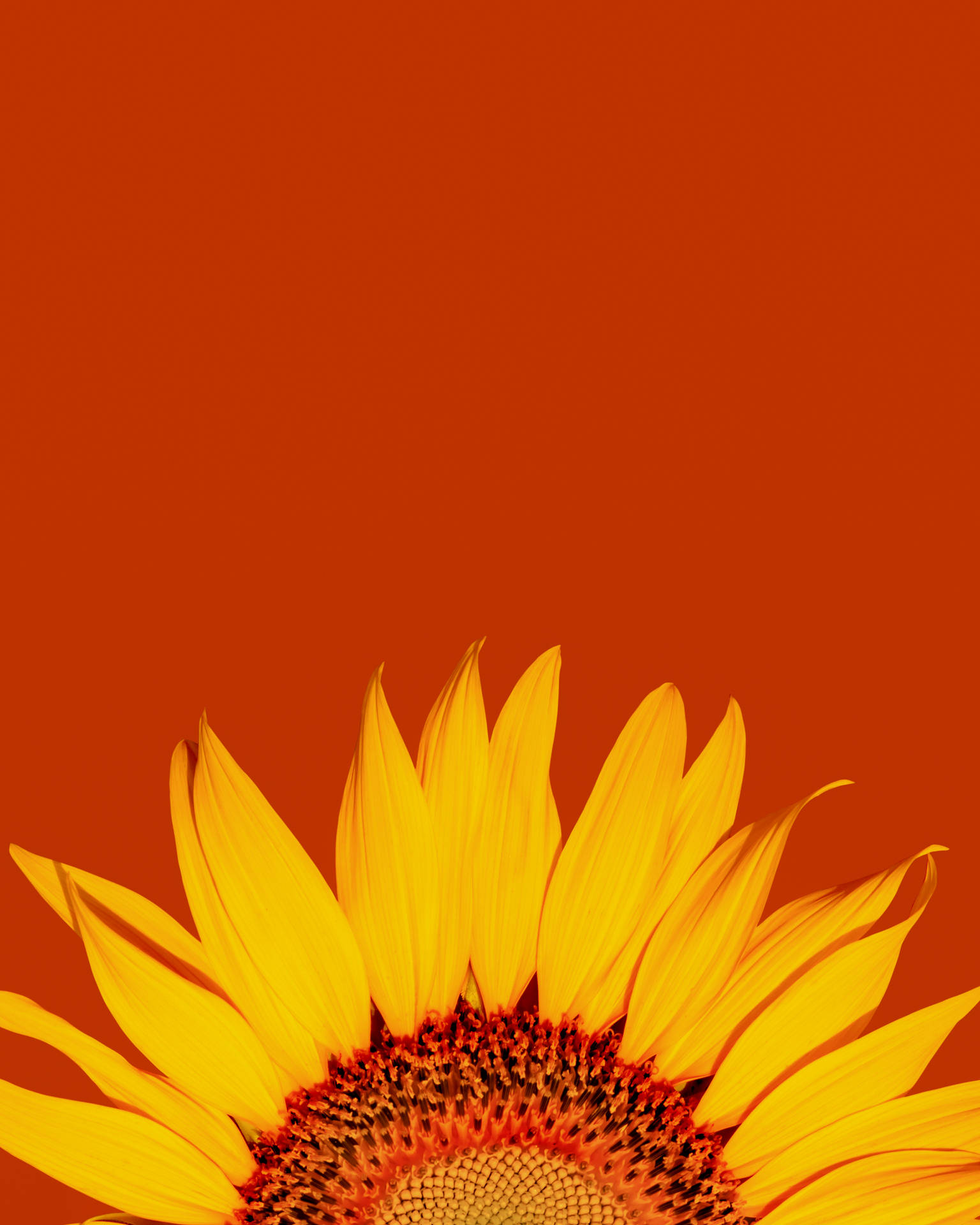 7000X8750 Sunflower Wallpaper and Background