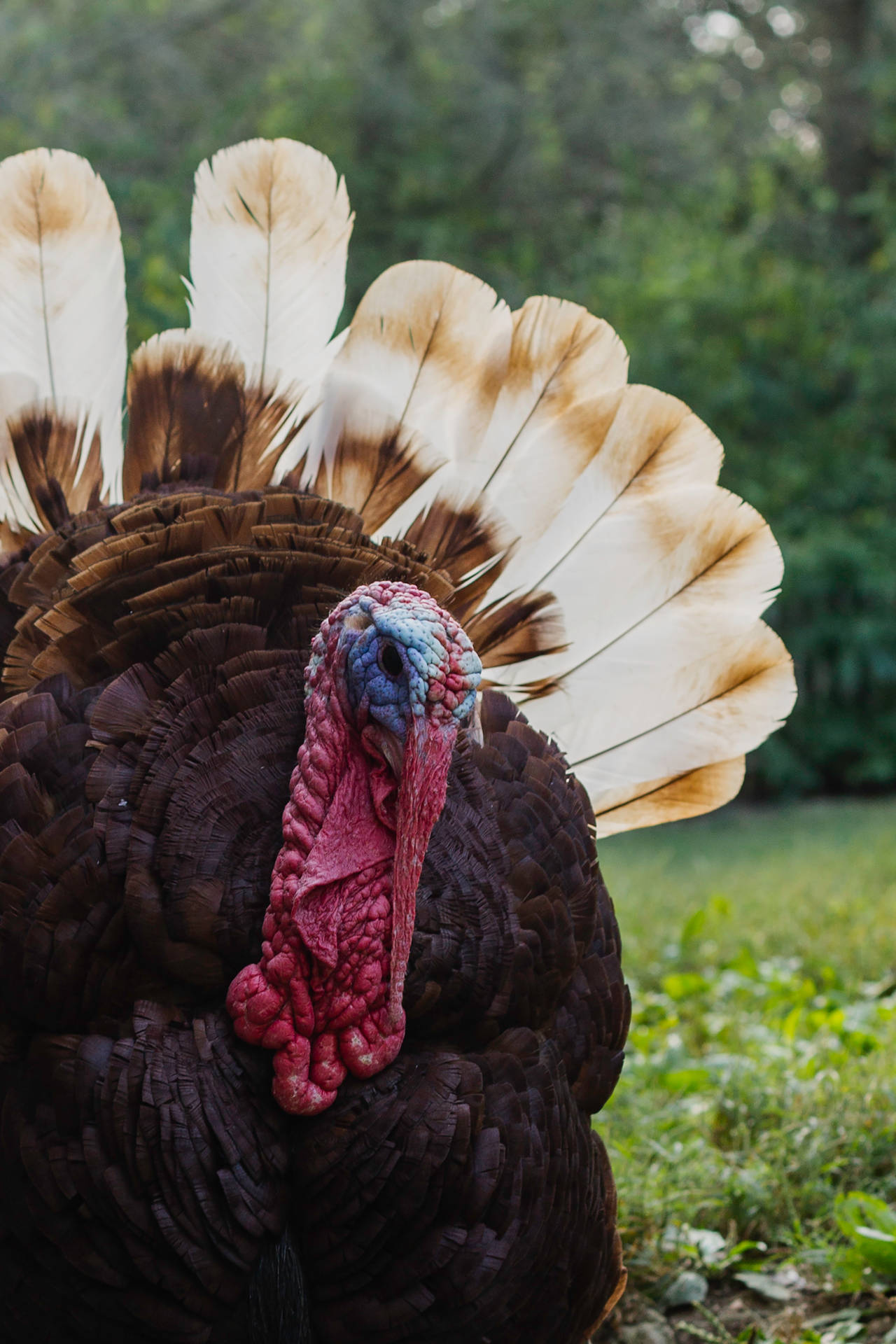 2419X3628 Thanksgiving Wallpaper and Background