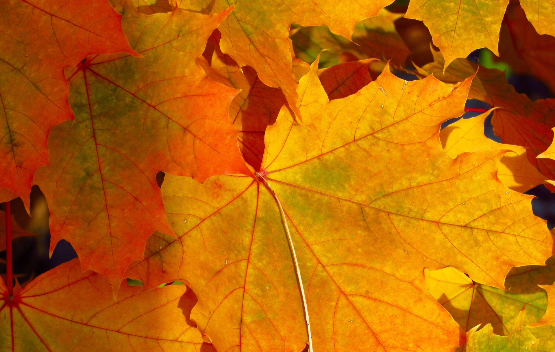 4608X2923 Thanksgiving Wallpaper and Background