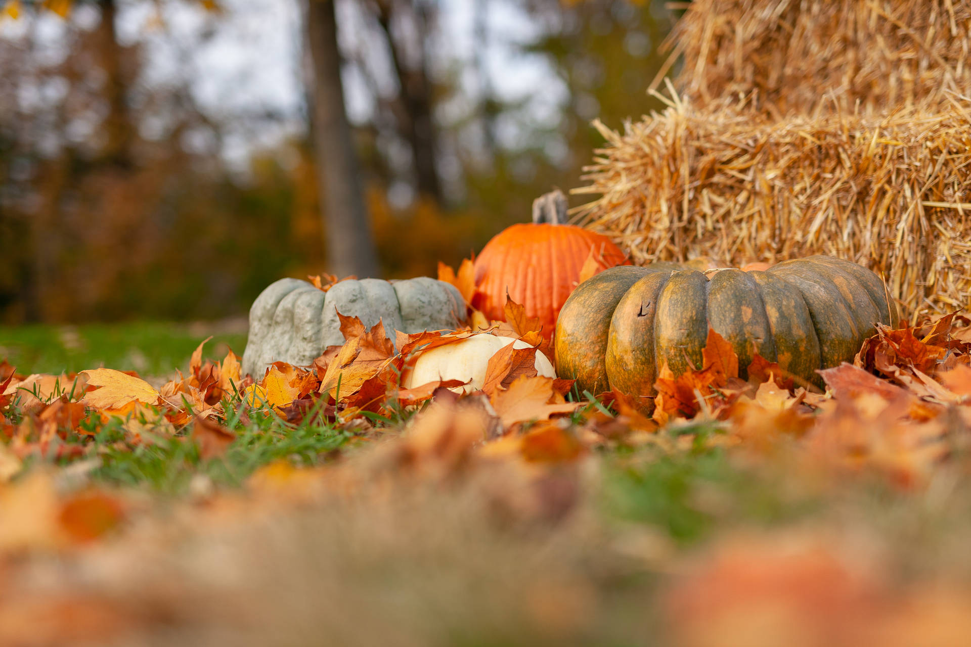 5616X3744 Thanksgiving Wallpaper and Background