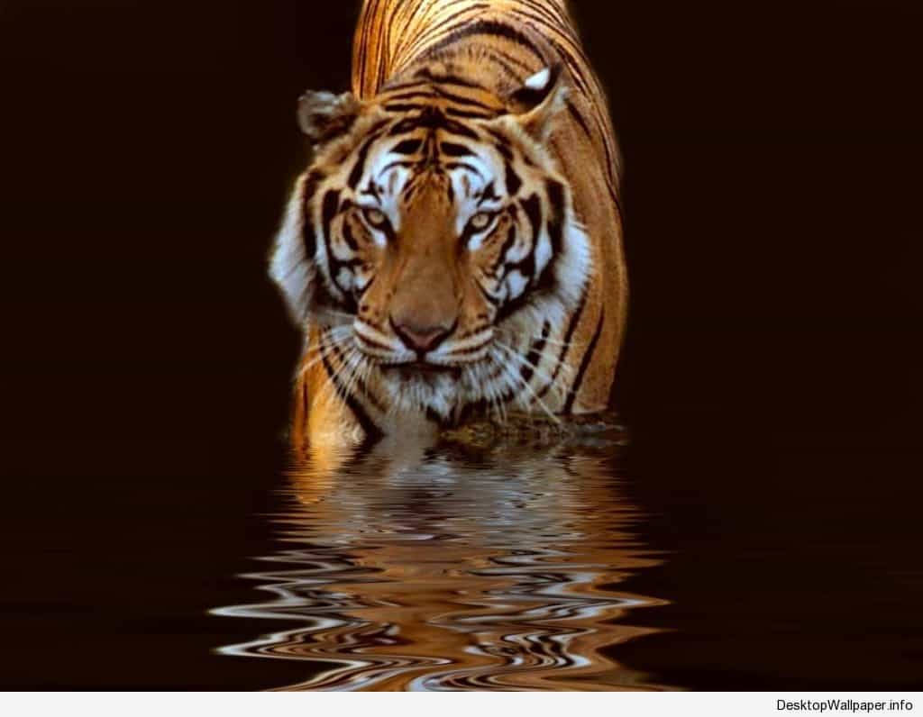 1024X796 Tiger Wallpaper and Background