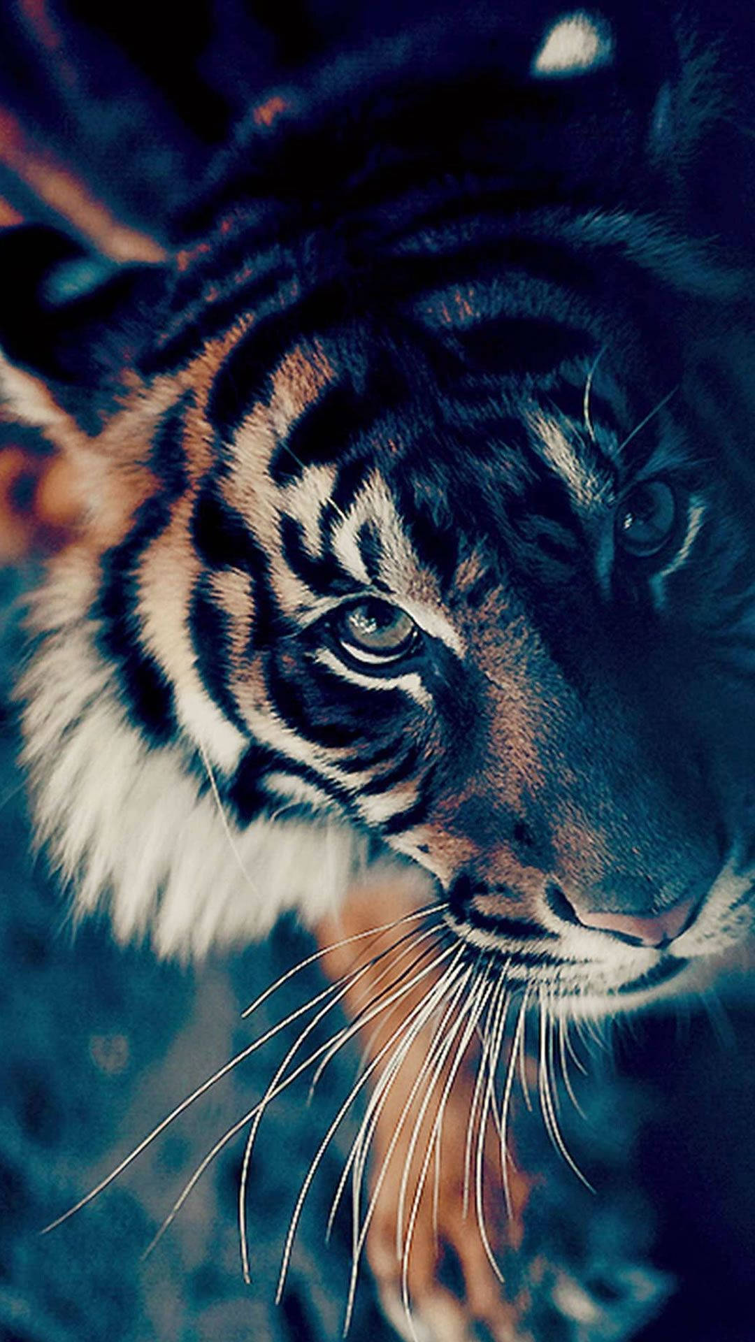1080X1920 Tiger Wallpaper and Background