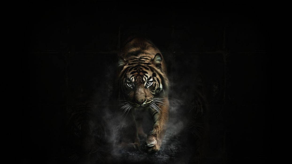 1244X700 Tiger Wallpaper and Background