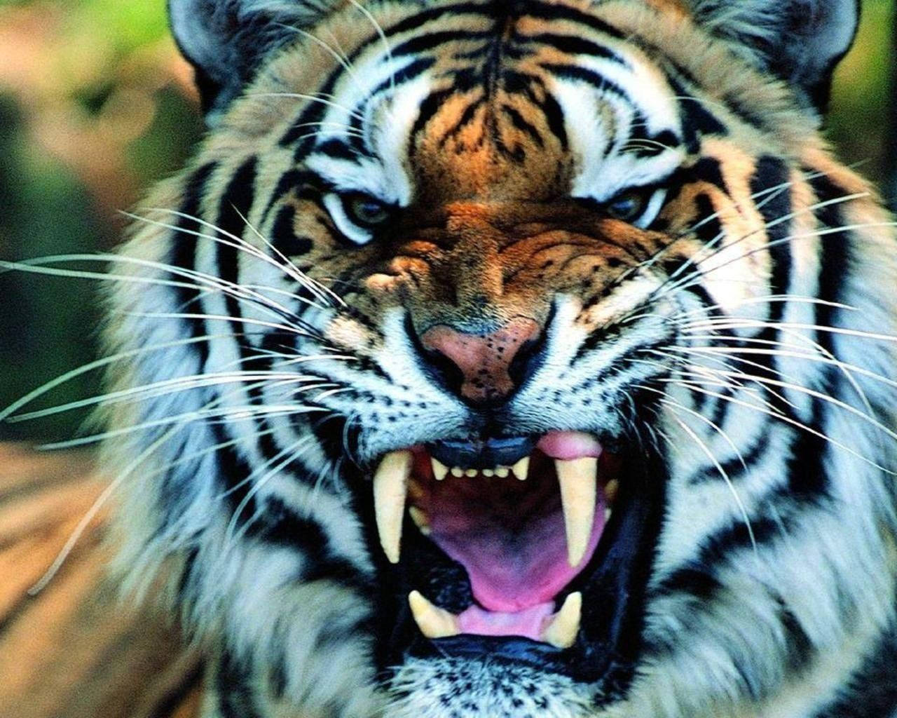1280X1024 Tiger Wallpaper and Background