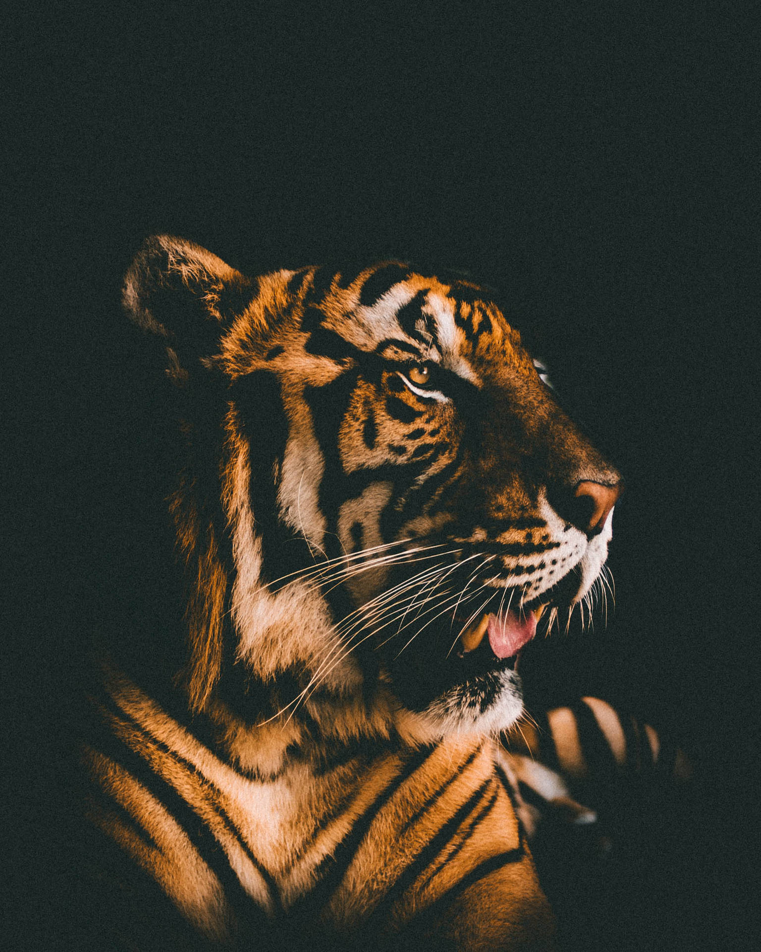 1694X2117 Tiger Wallpaper and Background