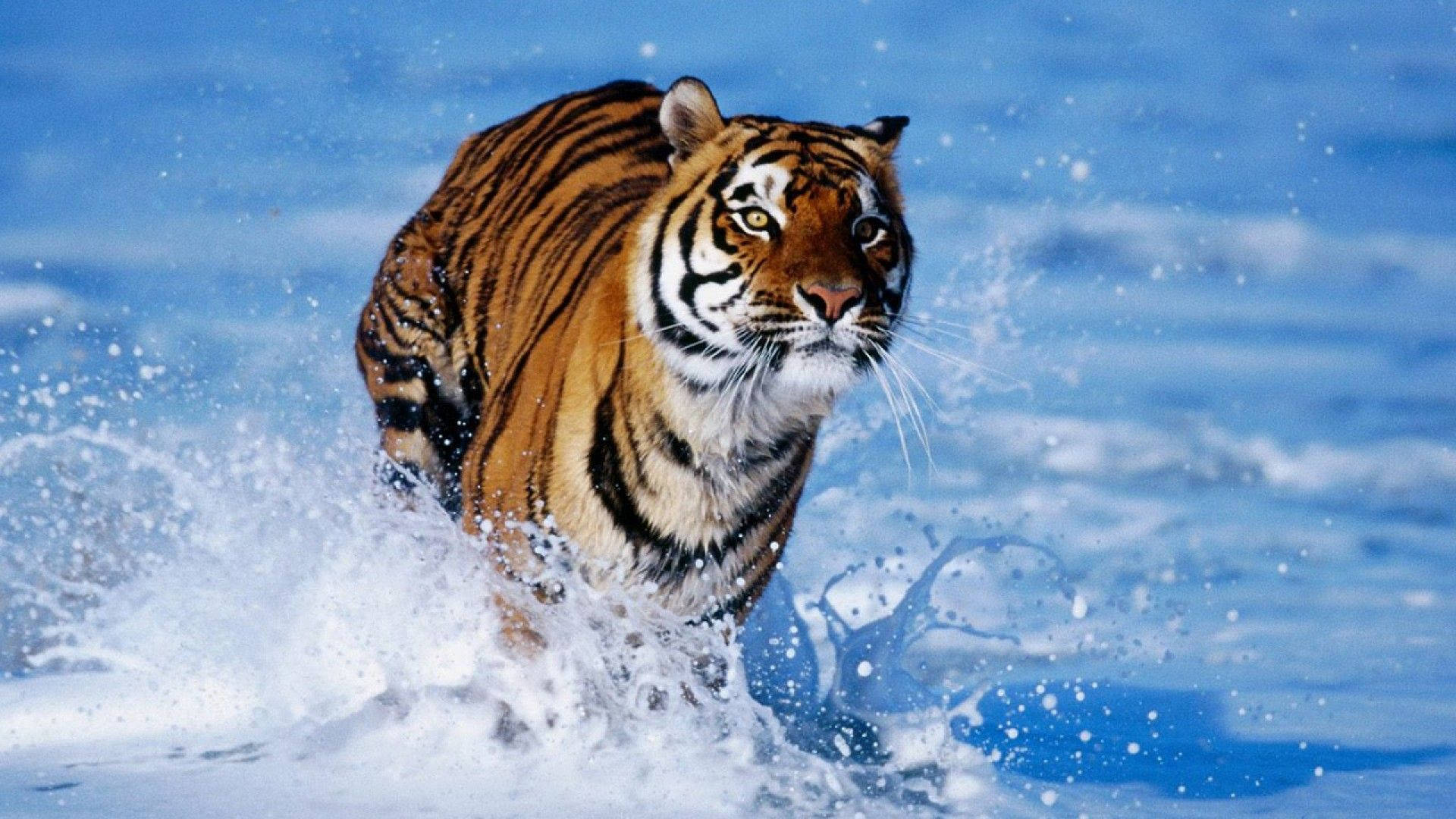 1920X1080 Tiger Wallpaper and Background