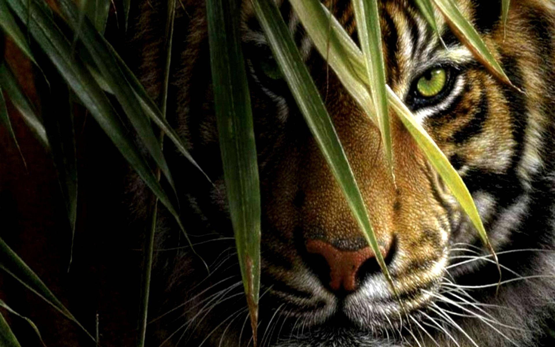 1920X1200 Tiger Wallpaper and Background