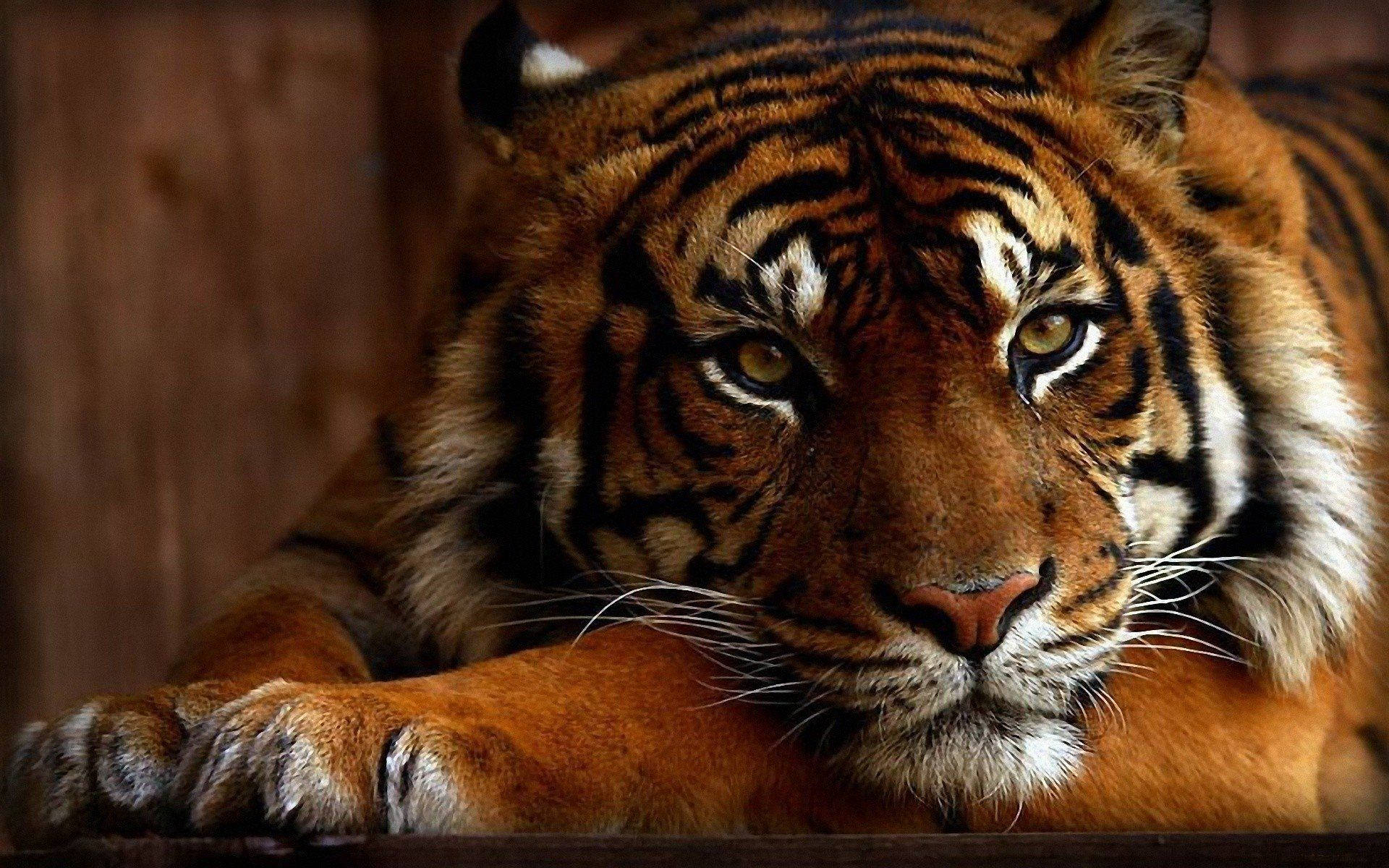 1920X1200 Tiger Wallpaper and Background