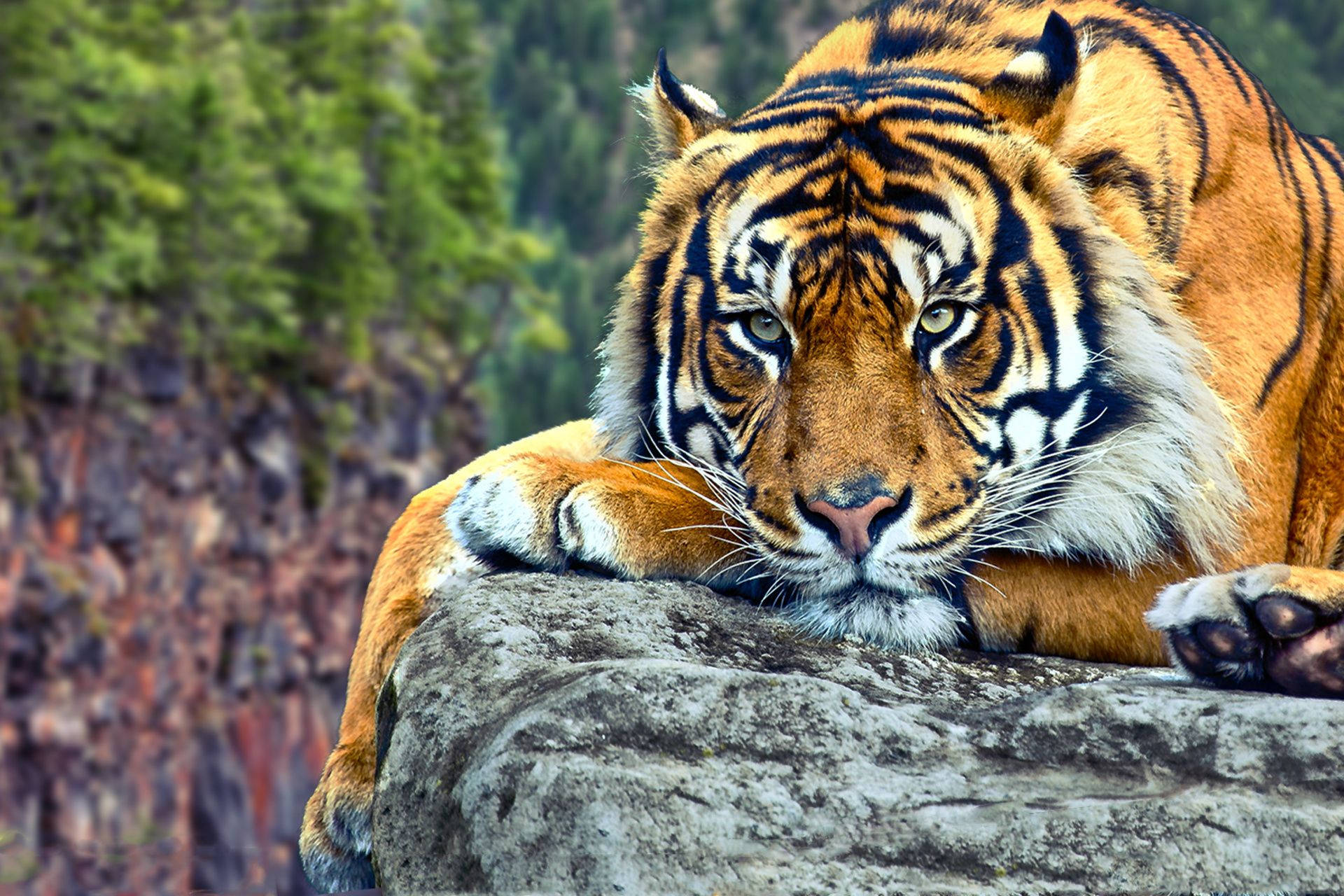 1920X1280 Tiger Wallpaper and Background
