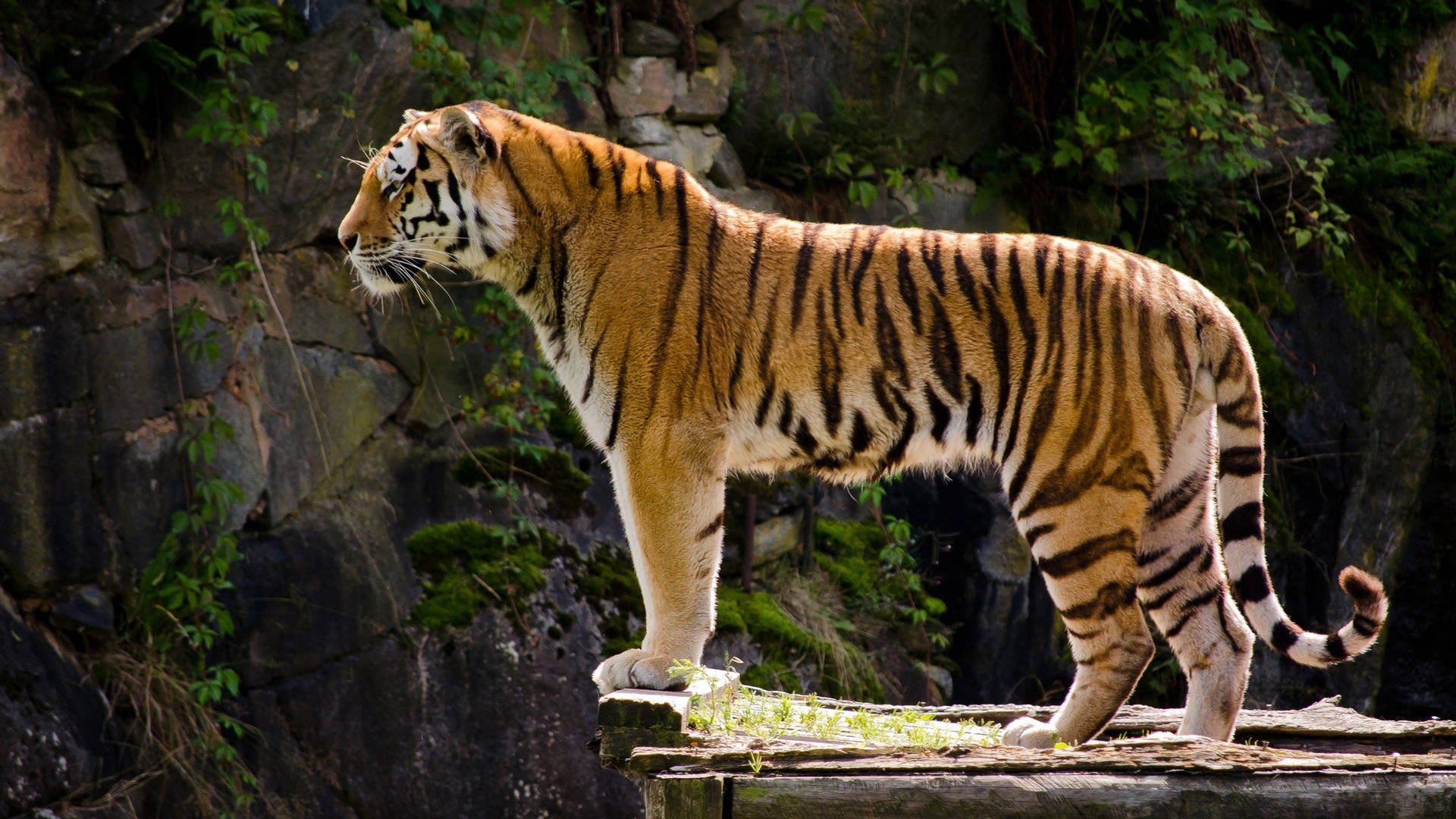2560X1440 Tiger Wallpaper and Background