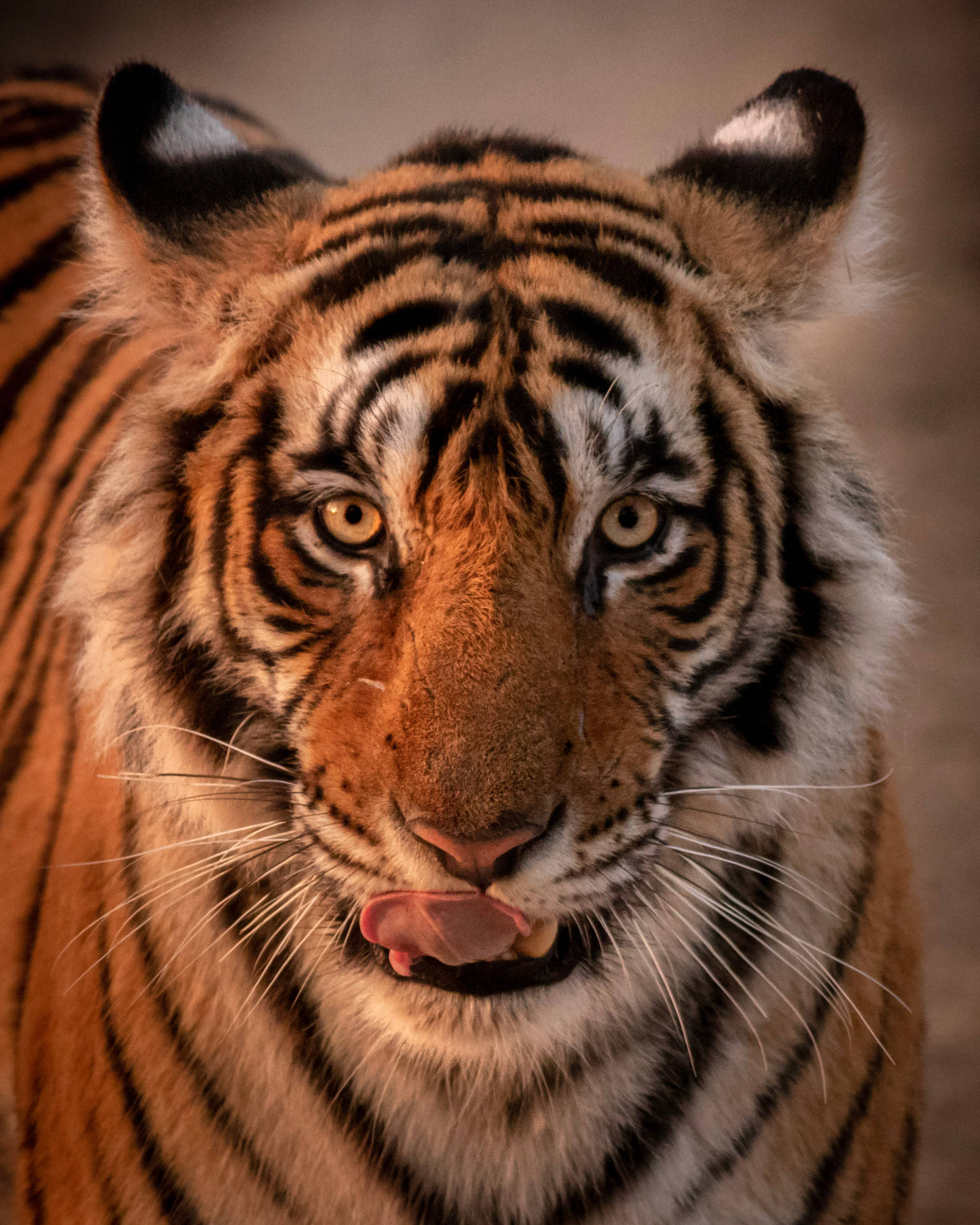 2582X3226 Tiger Wallpaper and Background