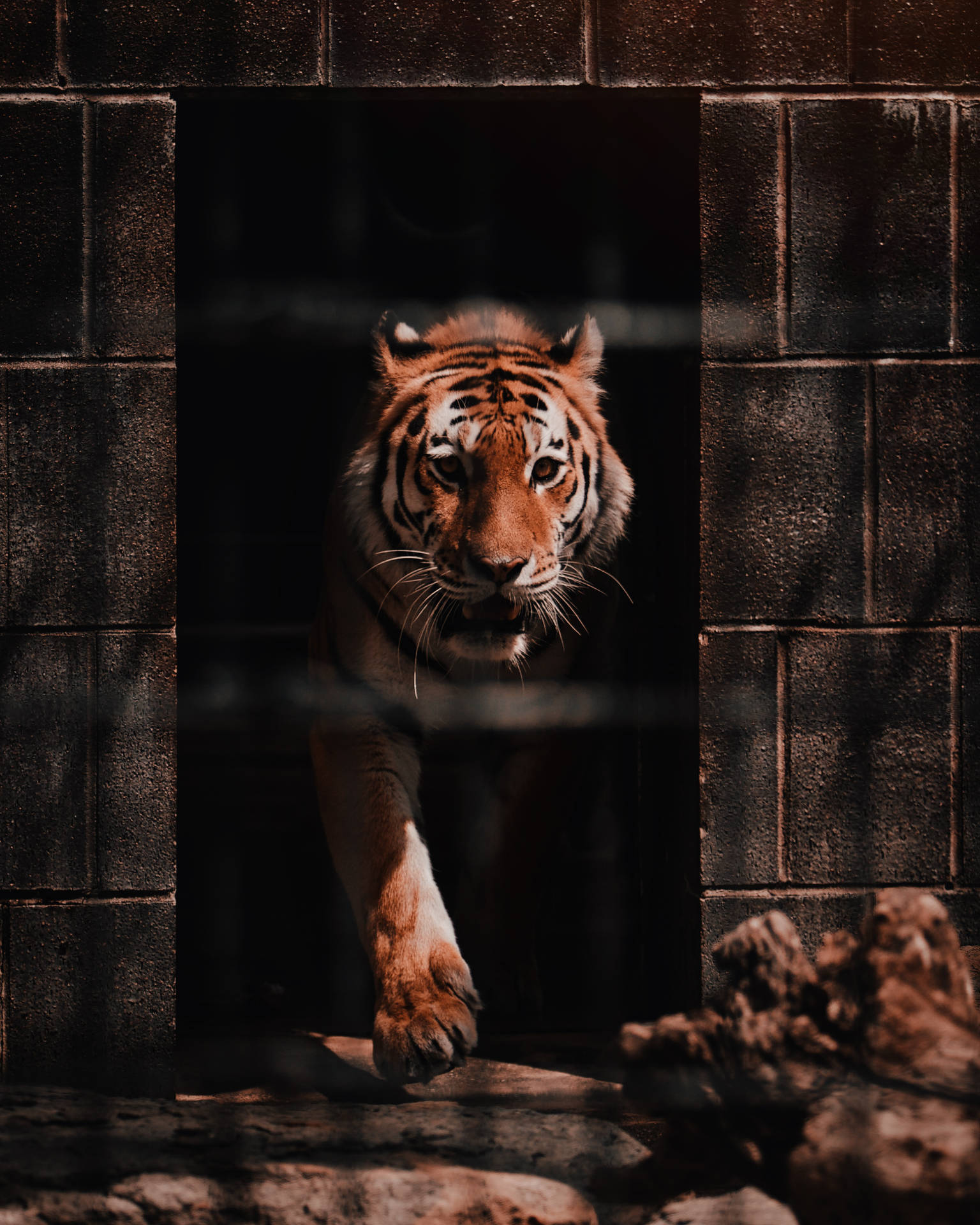 2884X3605 Tiger Wallpaper and Background