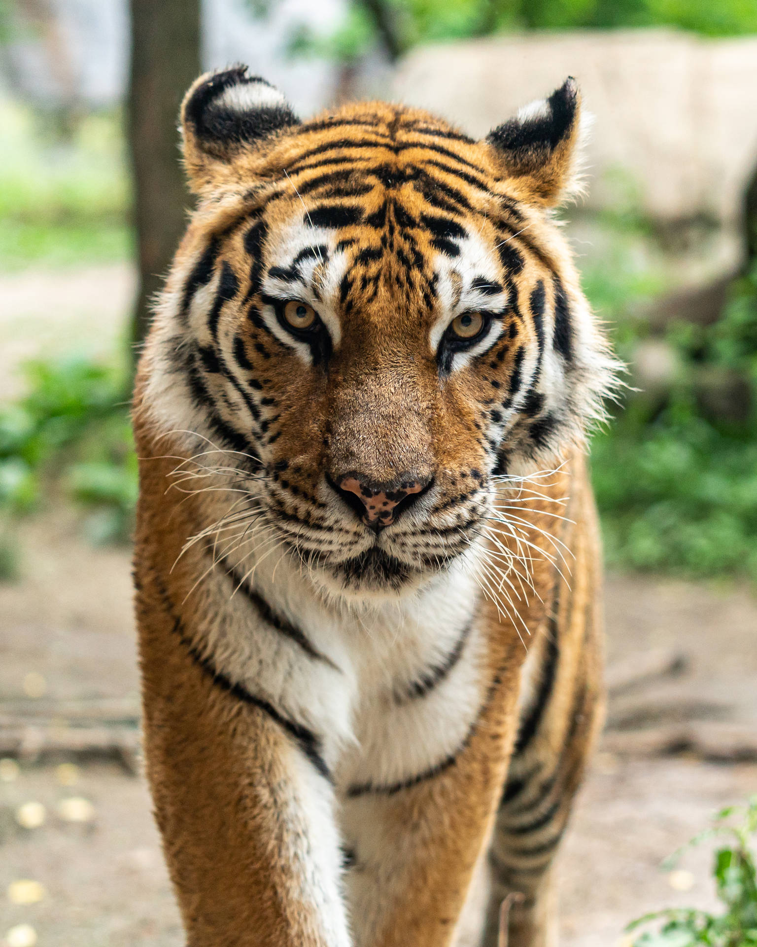 2911X3639 Tiger Wallpaper and Background