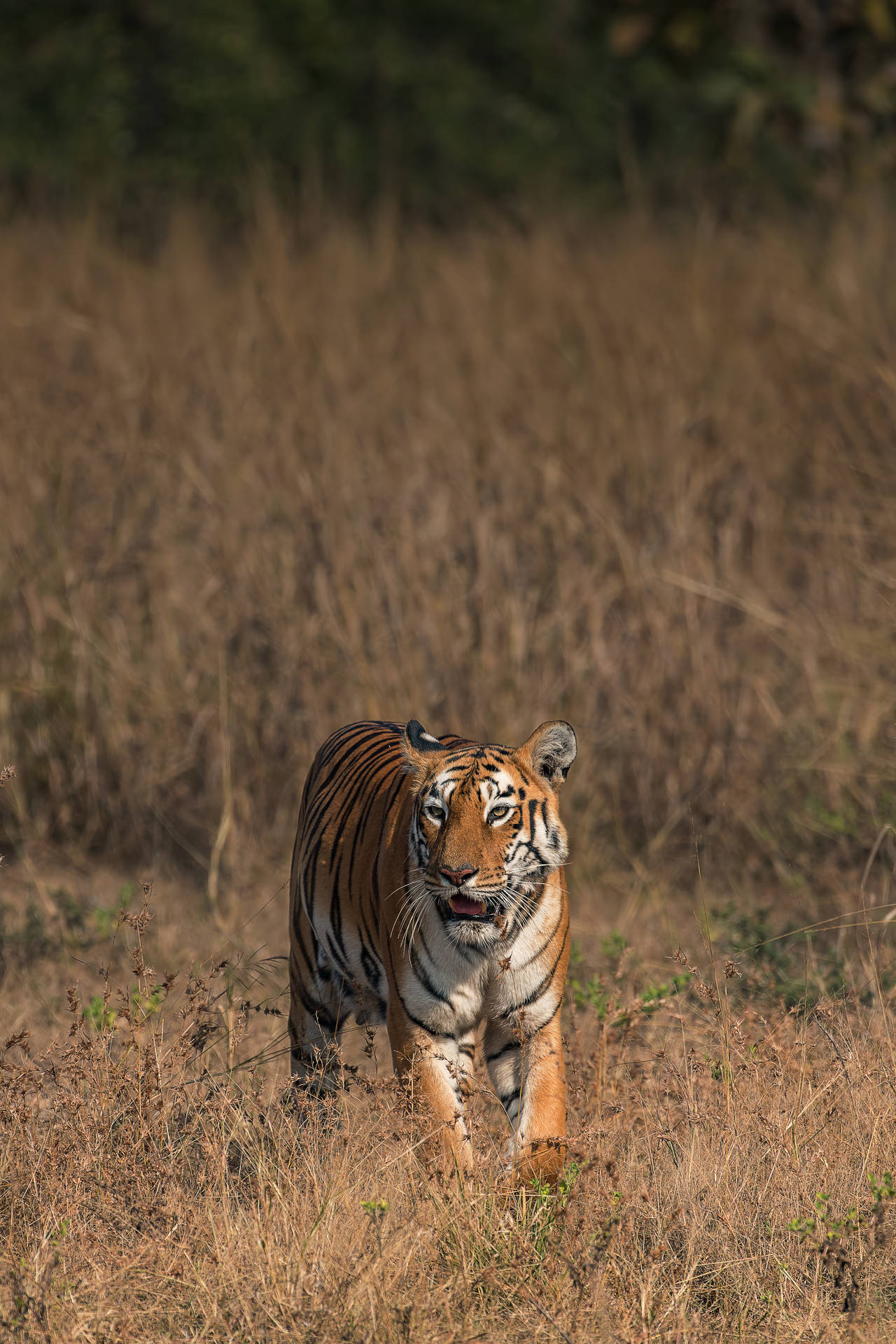 3141X4711 Tiger Wallpaper and Background