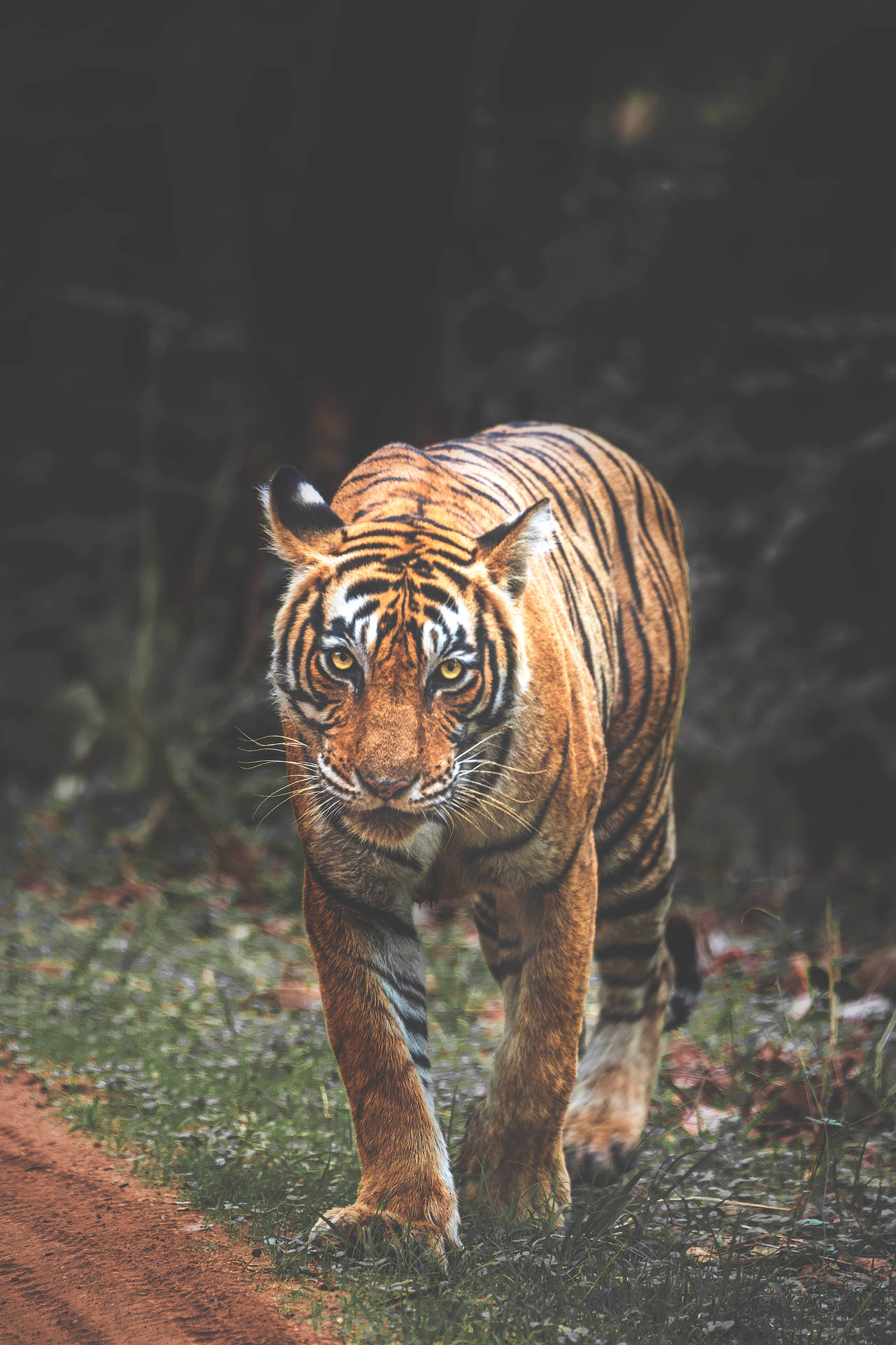 3391X5086 Tiger Wallpaper and Background
