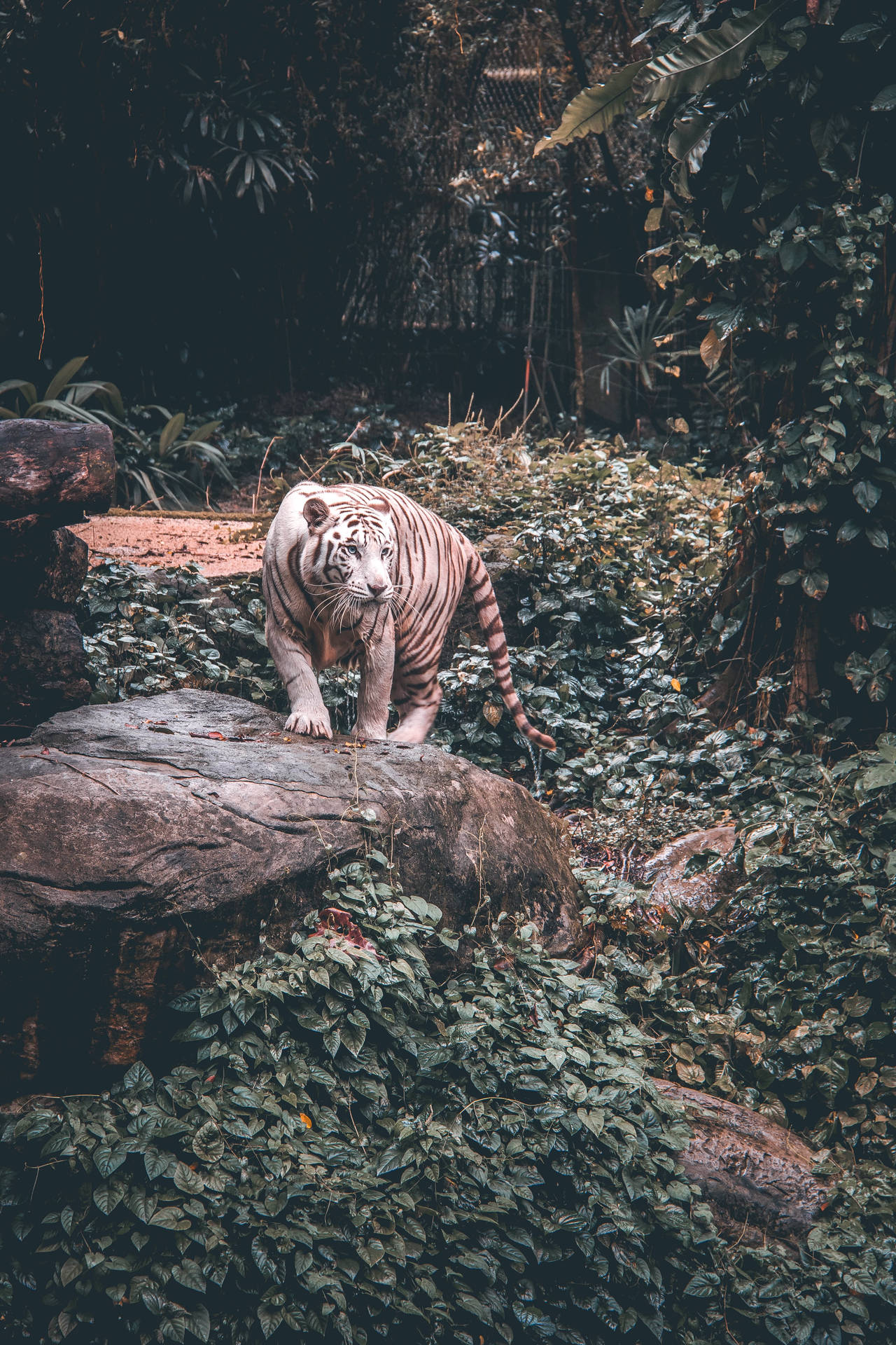 3537X5306 Tiger Wallpaper and Background