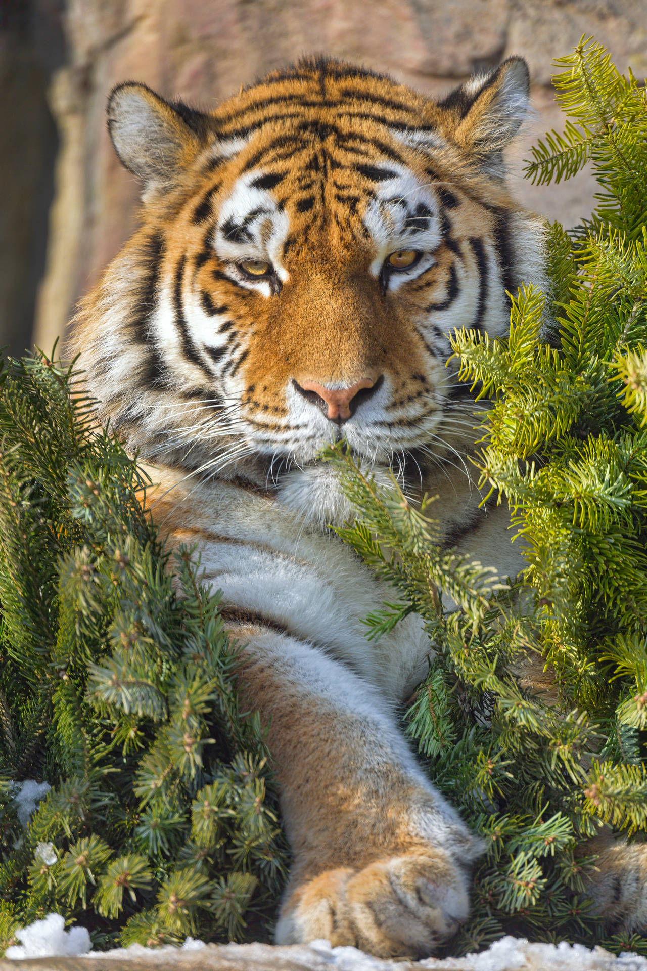 3551X5327 Tiger Wallpaper and Background