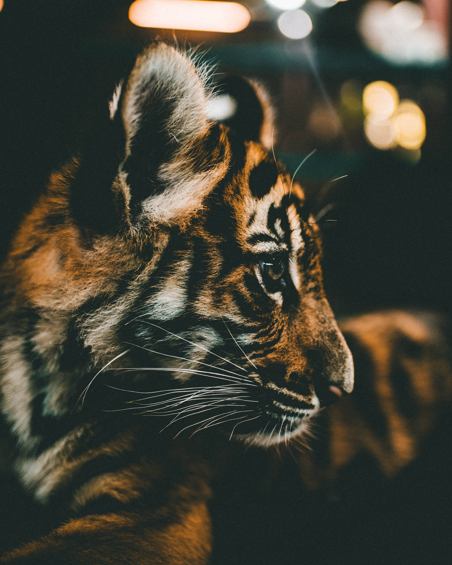 3642X4552 Tiger Wallpaper and Background