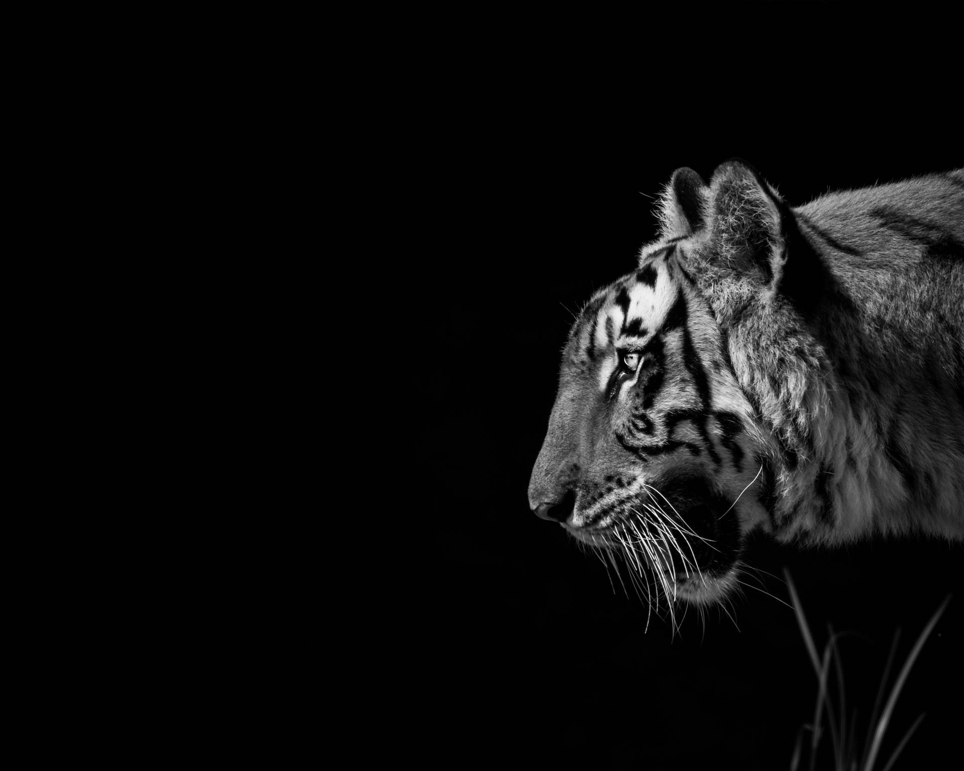3660X2928 Tiger Wallpaper and Background