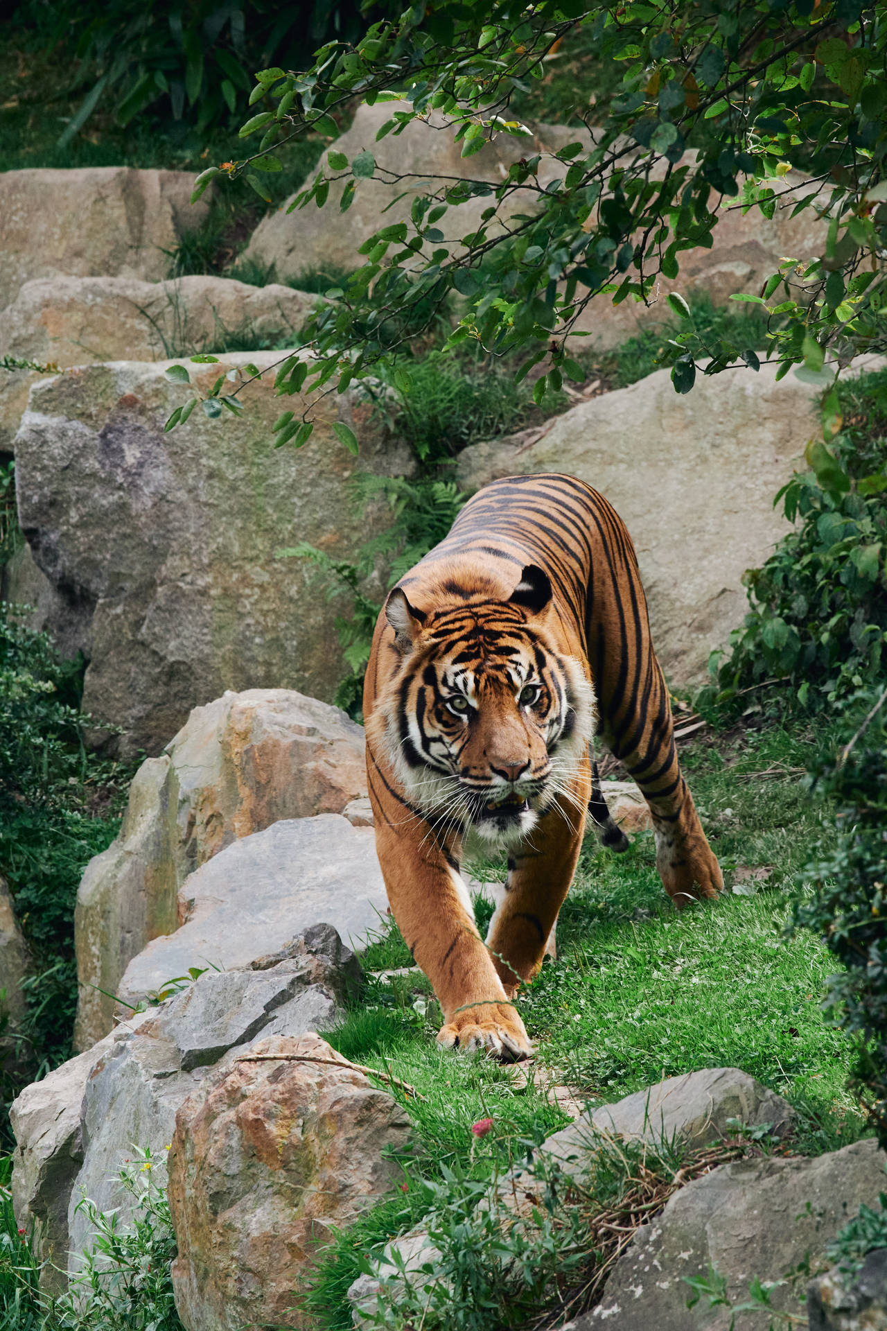 3712X5568 Tiger Wallpaper and Background