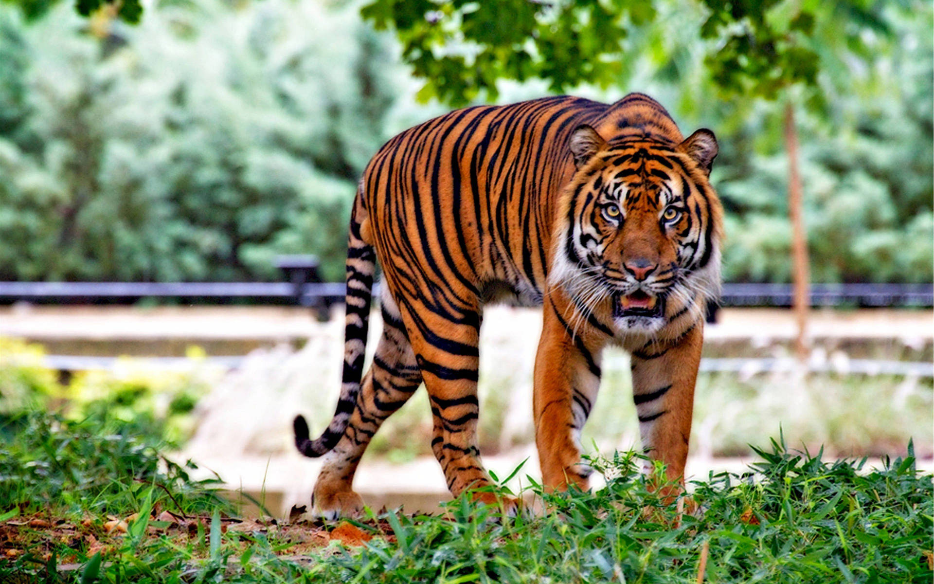 3840X2400 Tiger Wallpaper and Background