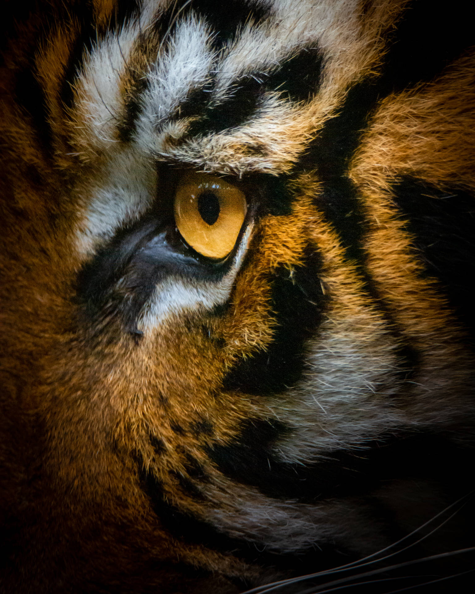 4000X5000 Tiger Wallpaper and Background